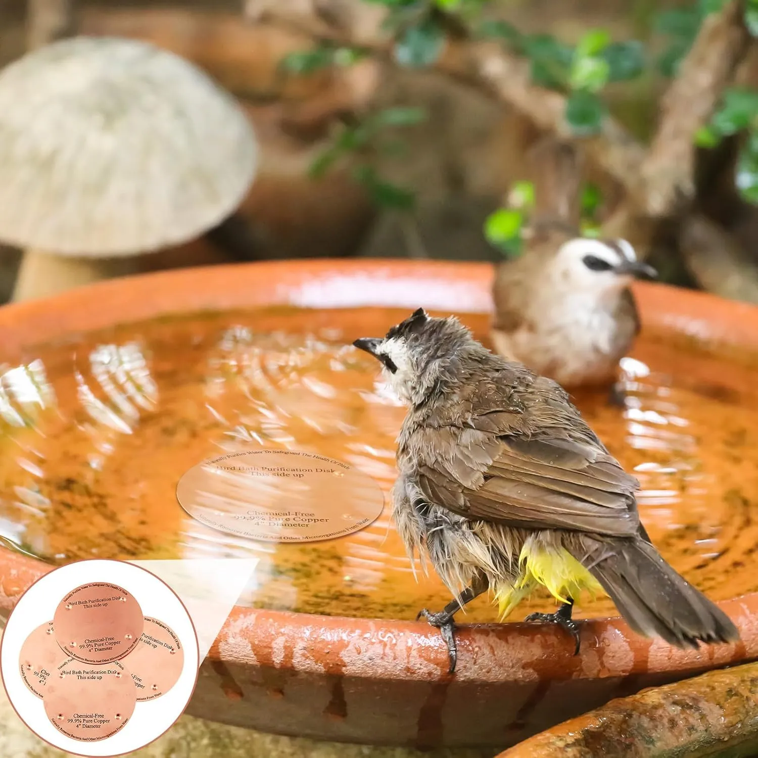4 Pcs Copper Bird Bath Purification Disk 2mm Thick Reinforced Bird Bath Cleaner, 4 Inch in Diameter (Classic)