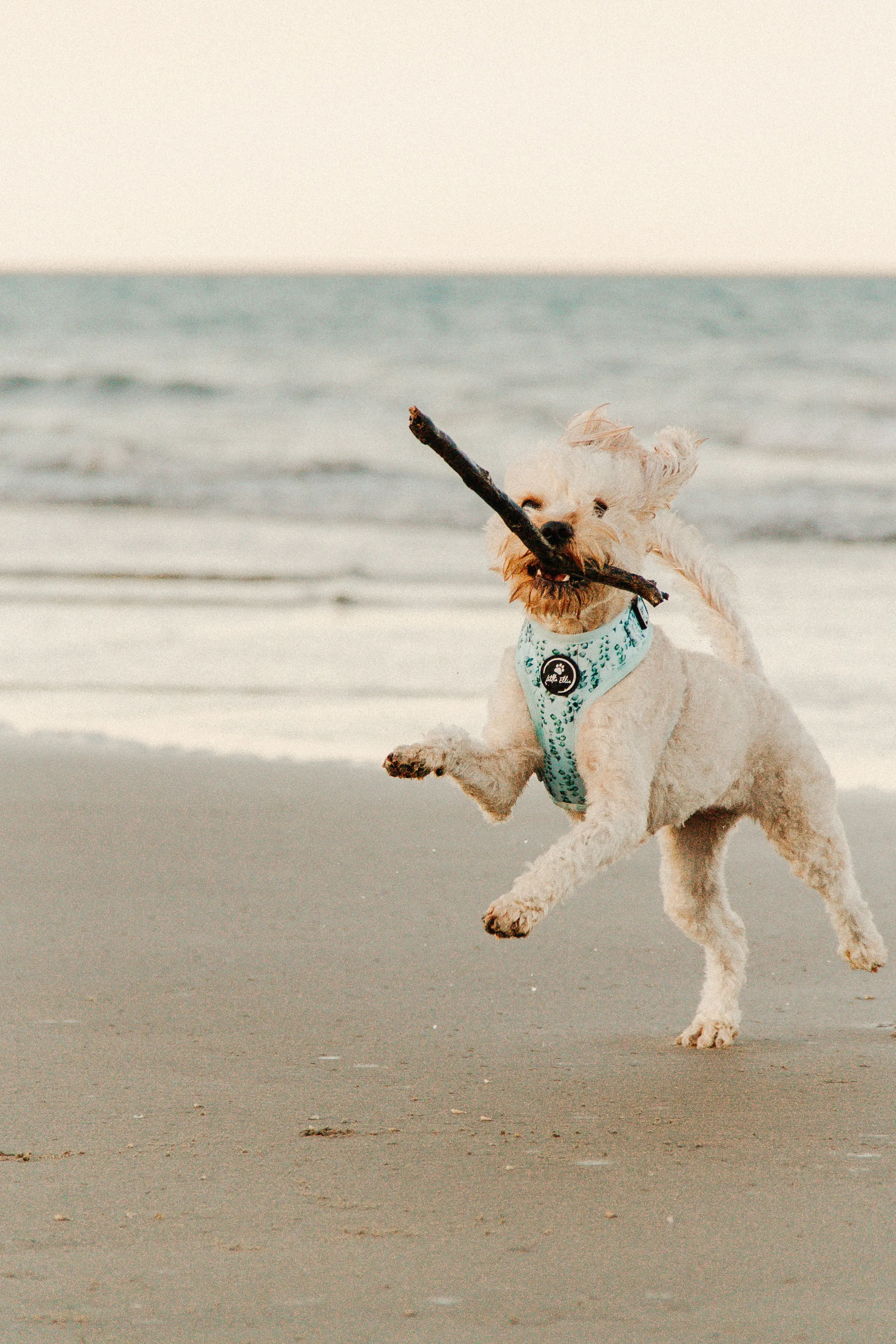 Adjustable Dog Harness | Eucalyptus