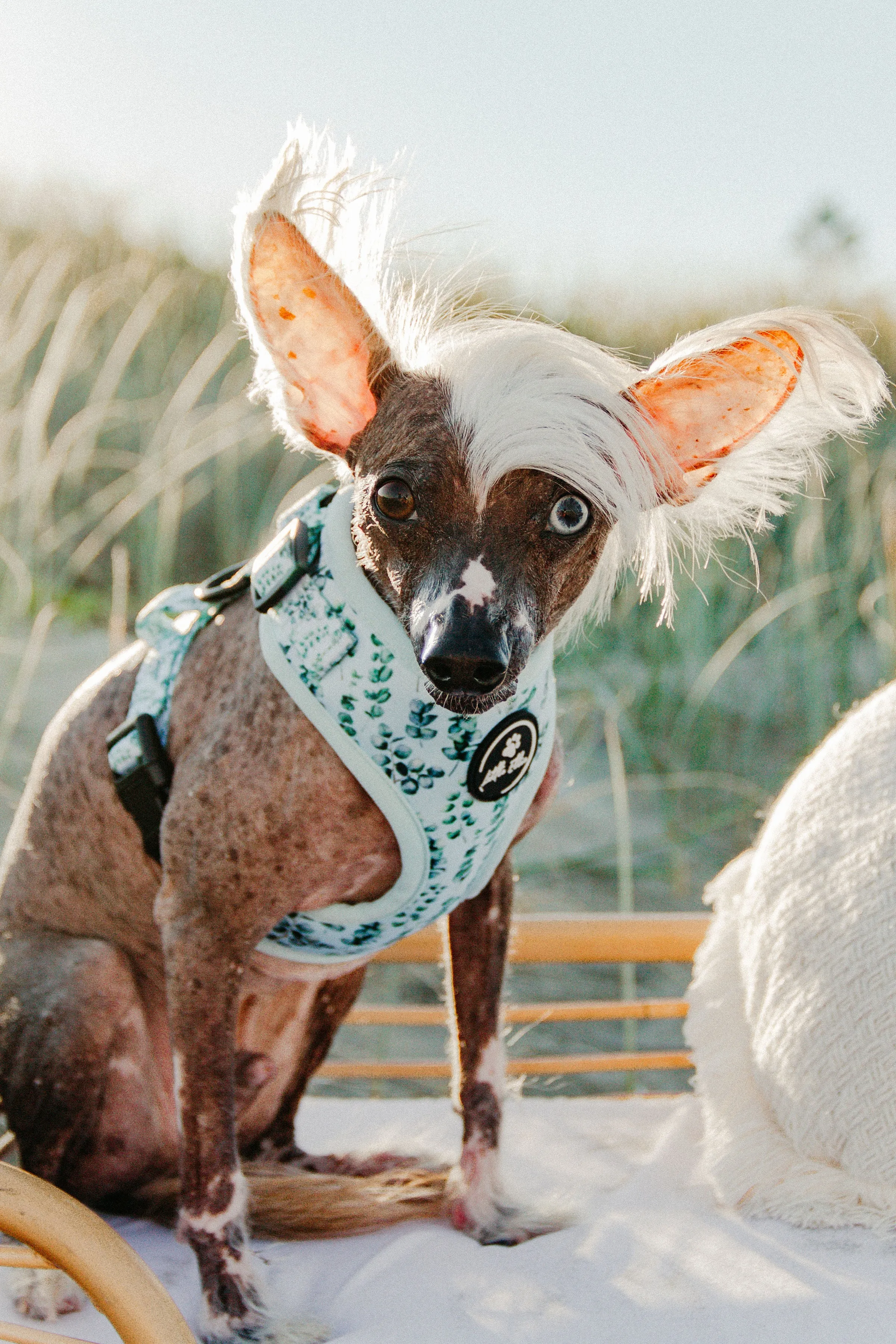Adjustable Dog Harness | Eucalyptus