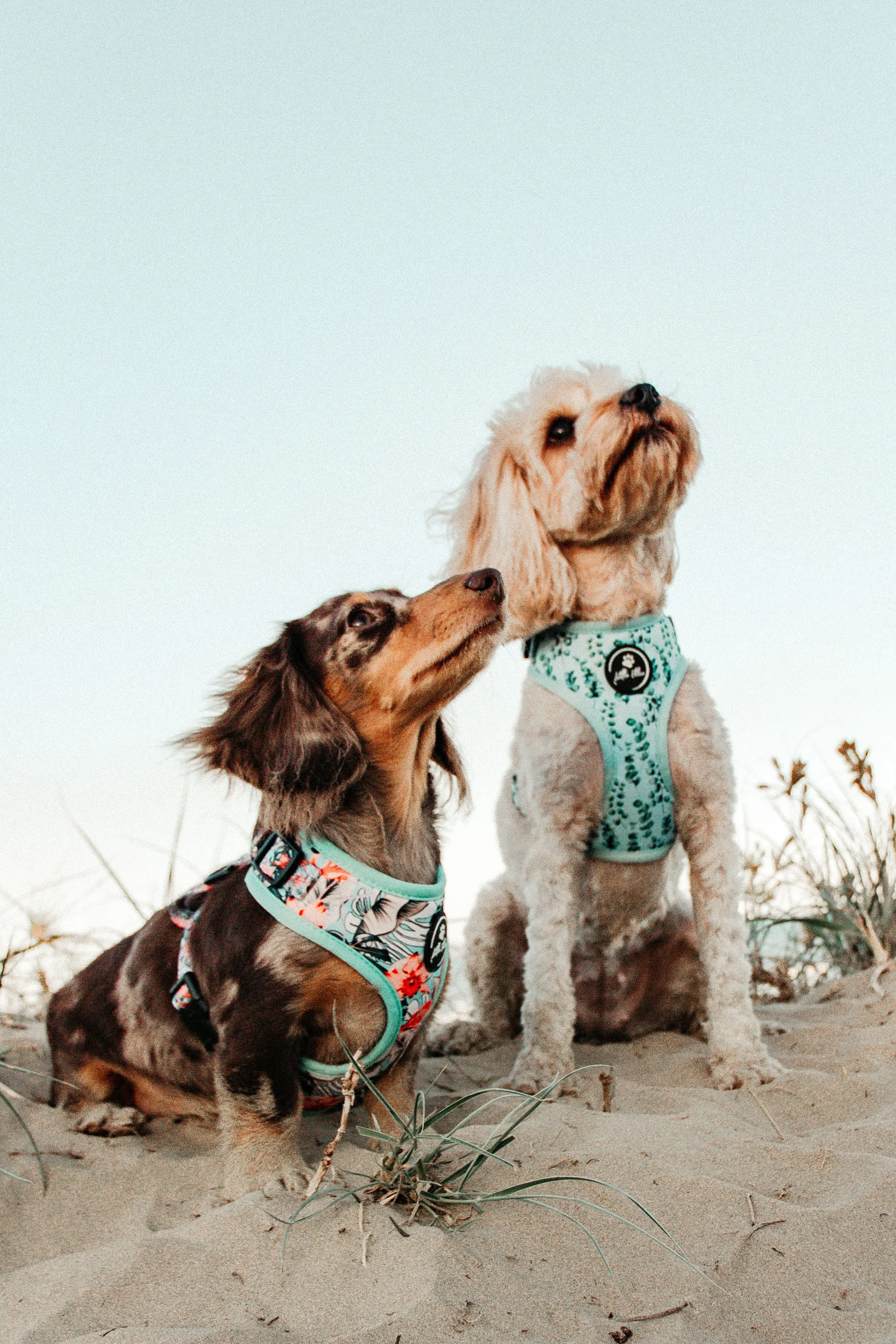 Adjustable Dog Harness | Eucalyptus
