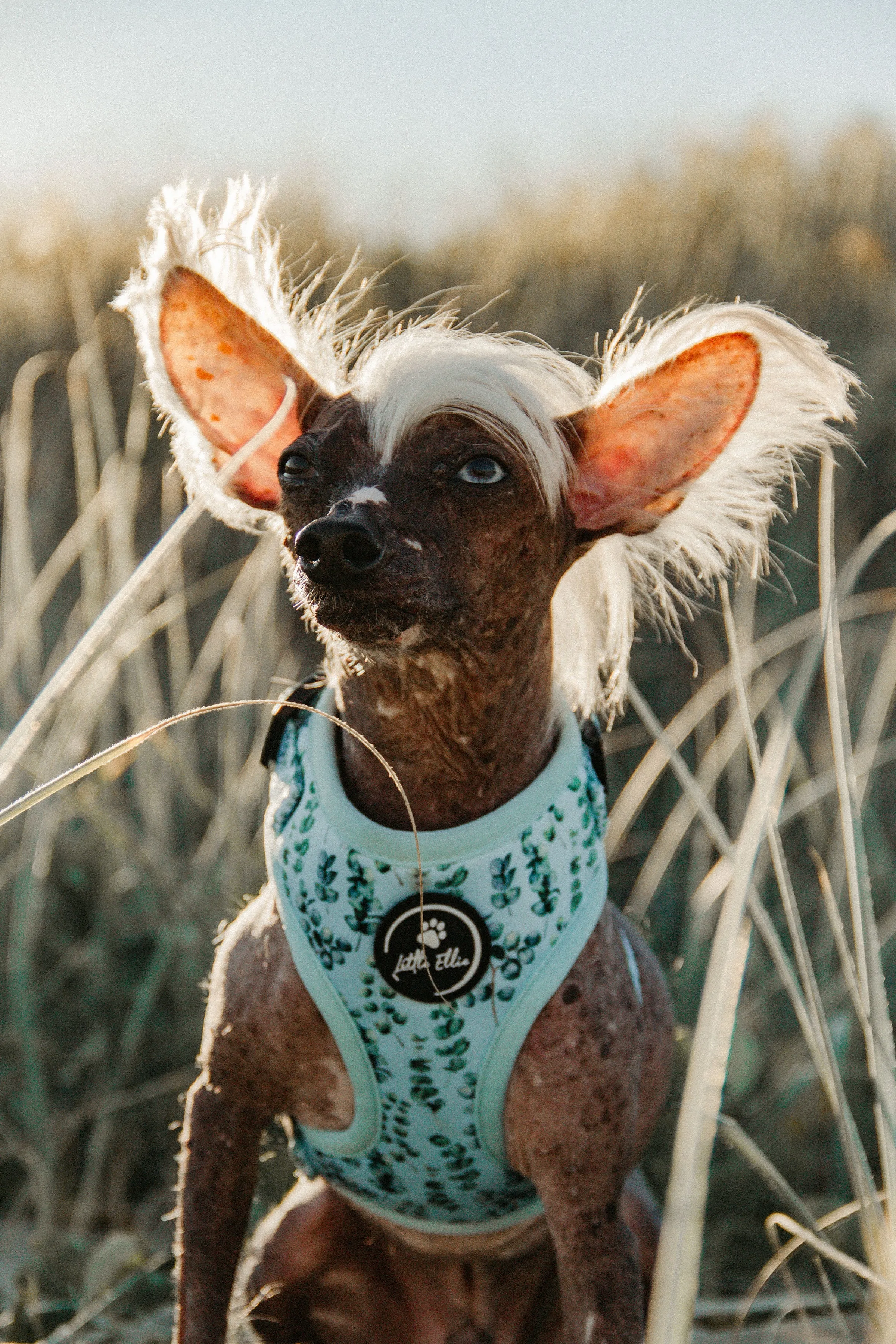 Adjustable Dog Harness | Eucalyptus