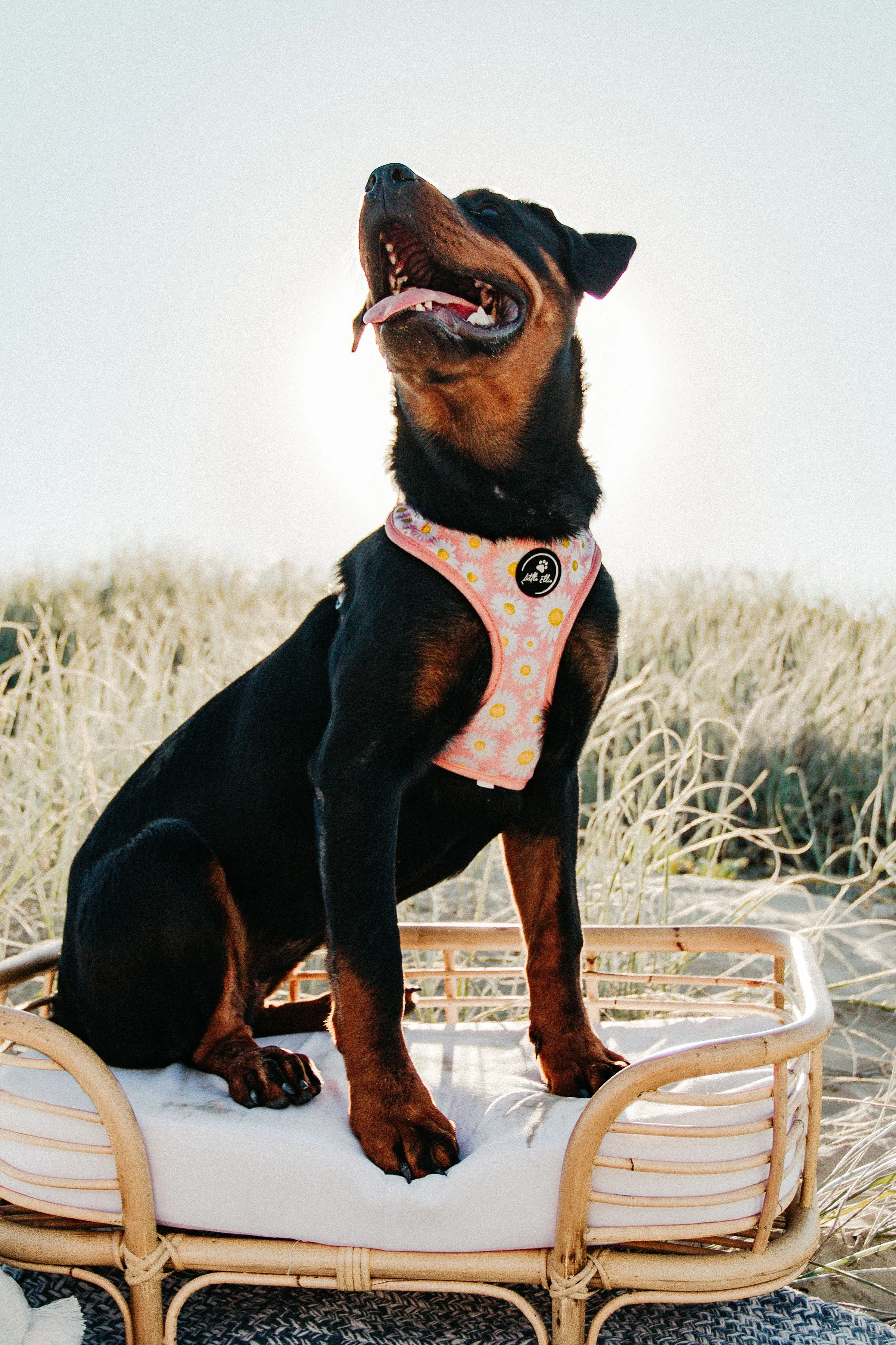 Adjustable Dog Harness | Field of Daisies