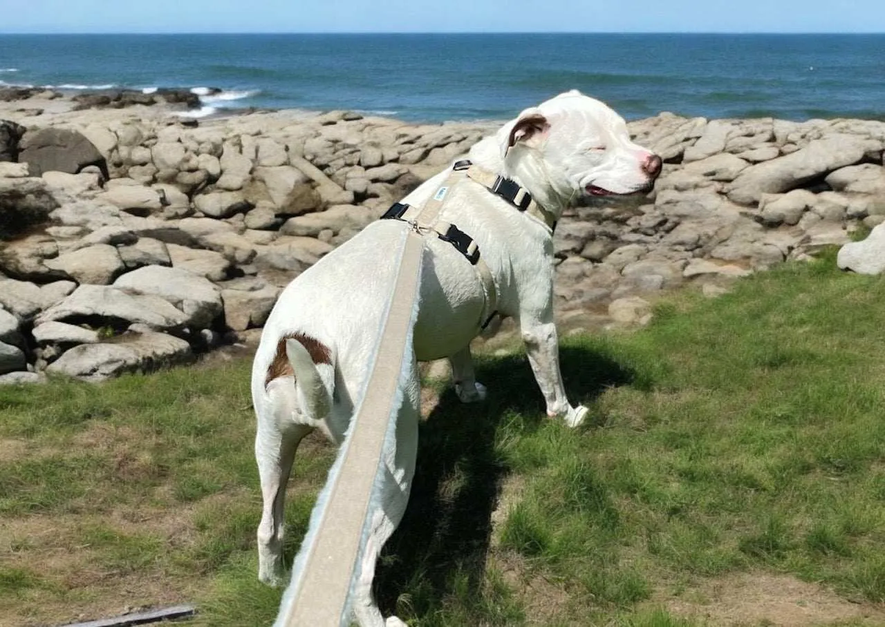 Adjustable Dog Harness - Hemp Multi-Clasp