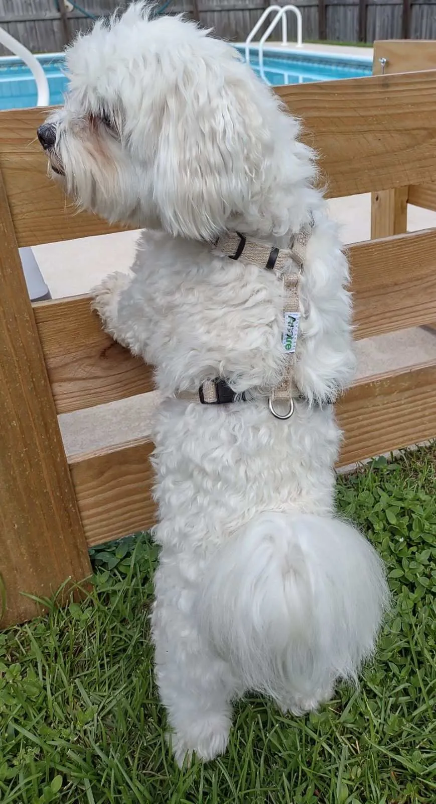 Adjustable Dog Harness - Hemp Multi-Clasp