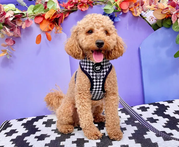 Adjustable Dog Harness: Knightsbridge Houndstooth