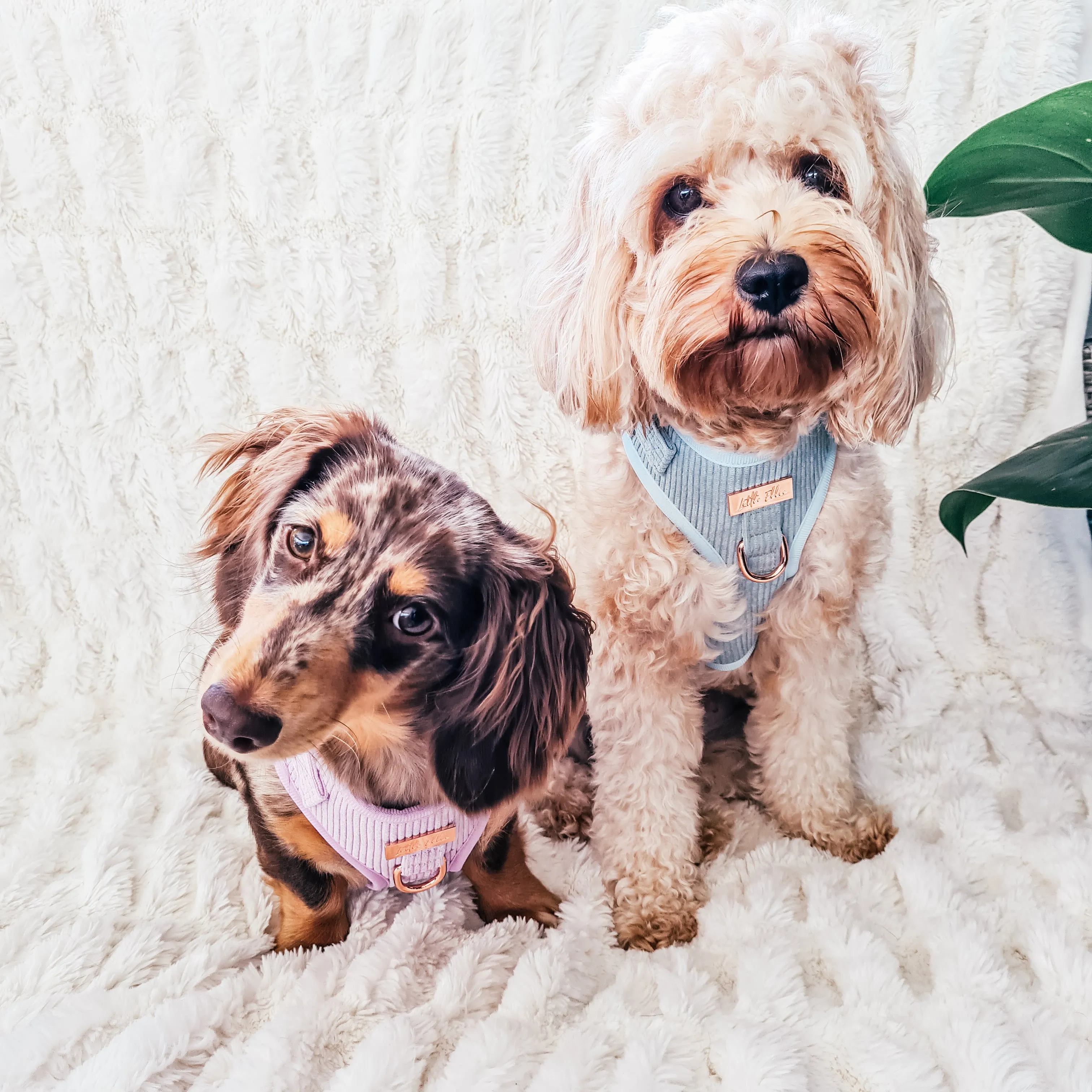 Adjustable Dog Harness LUXE| Sage Corduroy