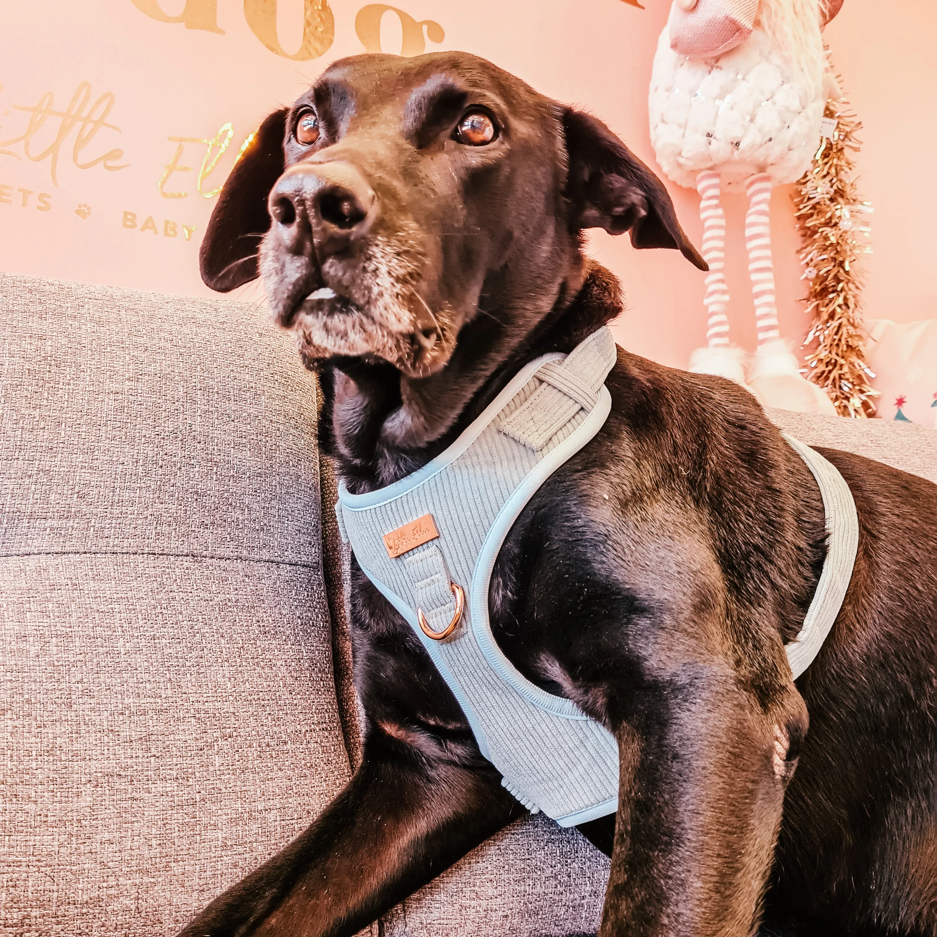 Adjustable Dog Harness LUXE| Sage Corduroy