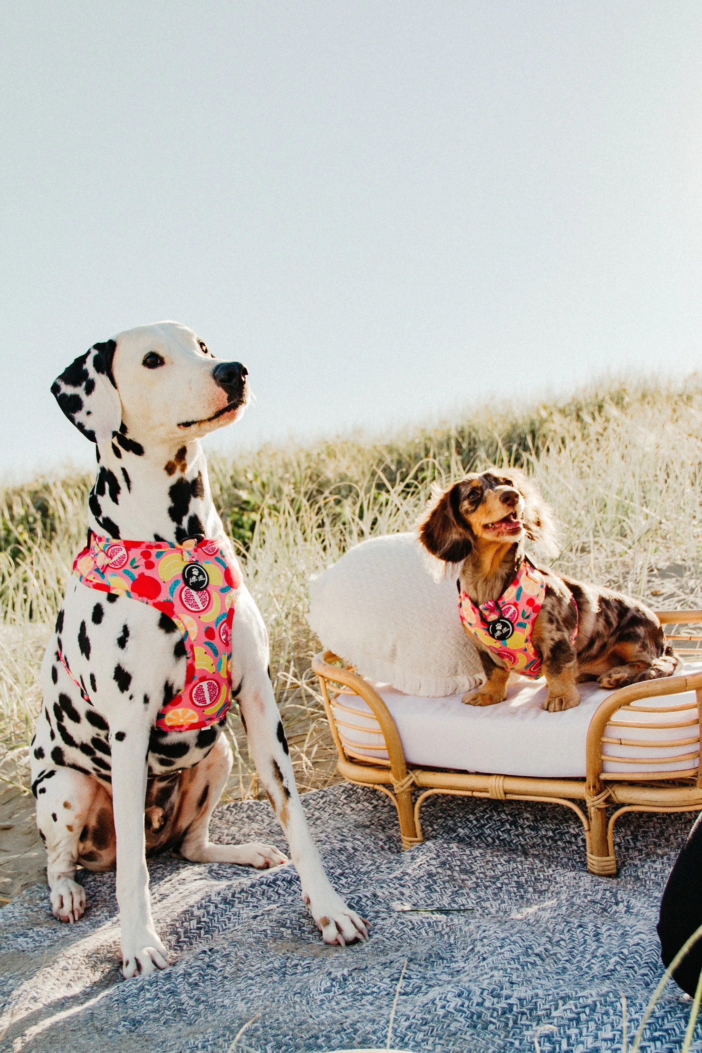 Adjustable Dog Harness| Tutti Frutti