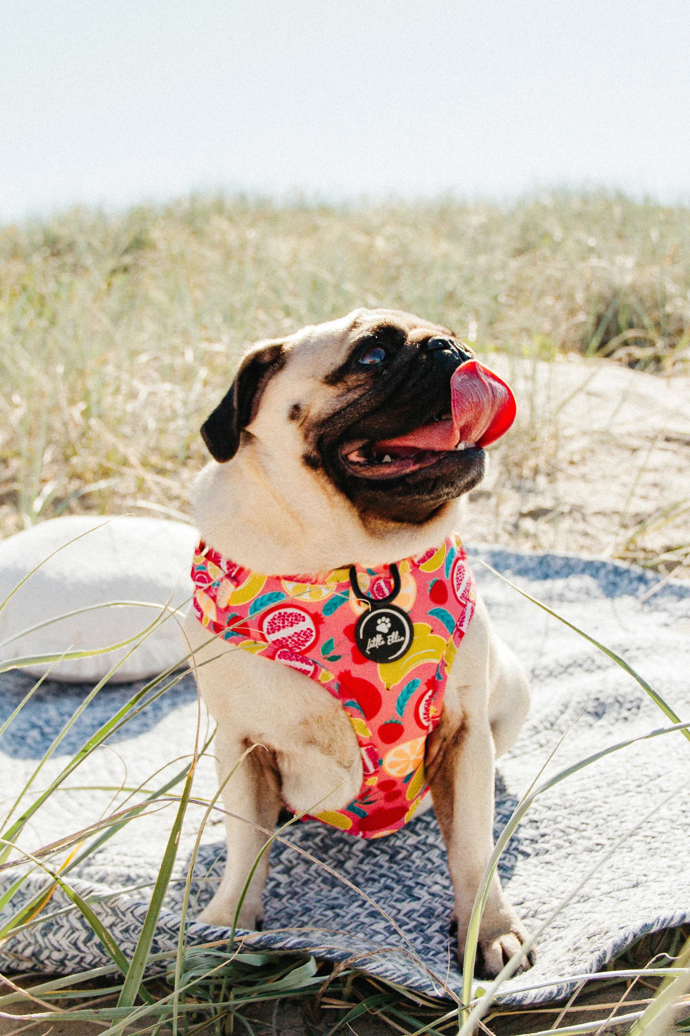 Adjustable Dog Harness| Tutti Frutti