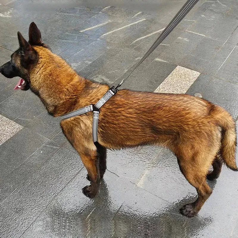 Adjustable Reflective Y-Harness Leash for Dogs