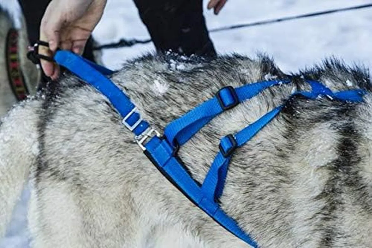 Adjustable Sled Pro Dog Harness