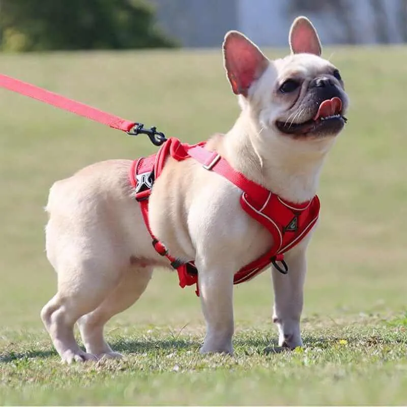 Best Adjustable Dog Harness and Leash