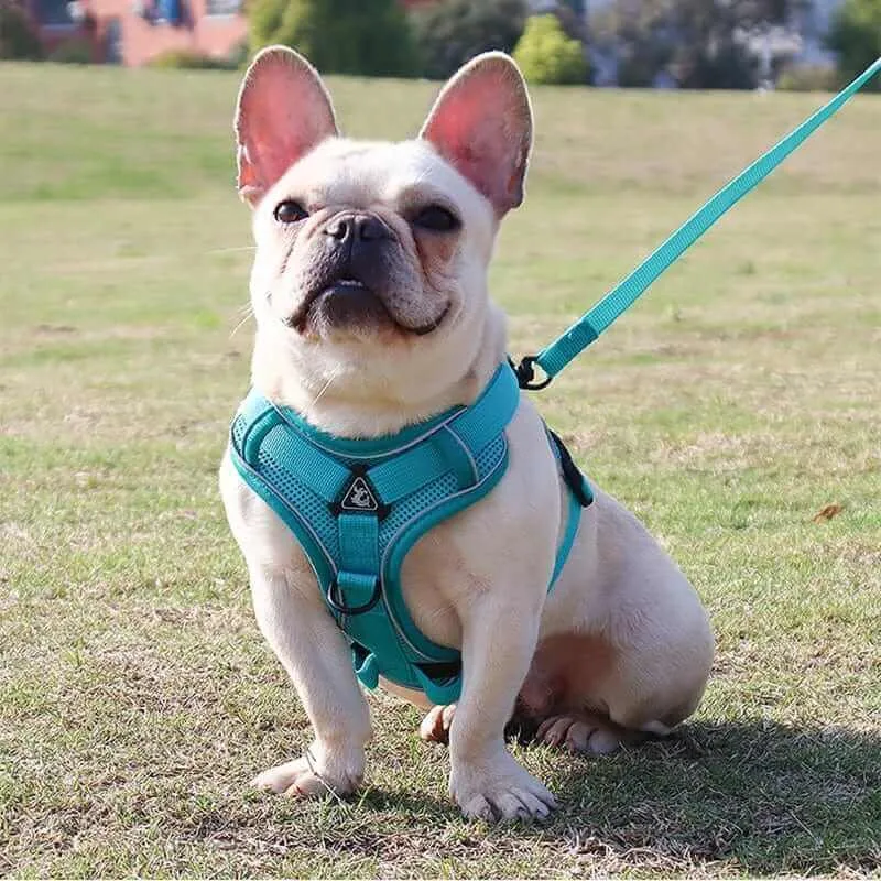 Best Adjustable Dog Harness and Leash