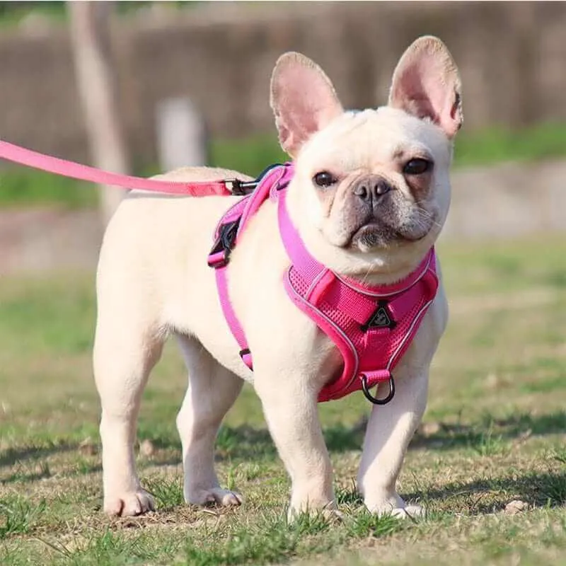 Best Adjustable Dog Harness and Leash
