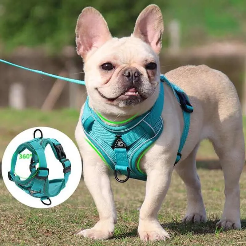 Best Adjustable Dog Harness and Leash