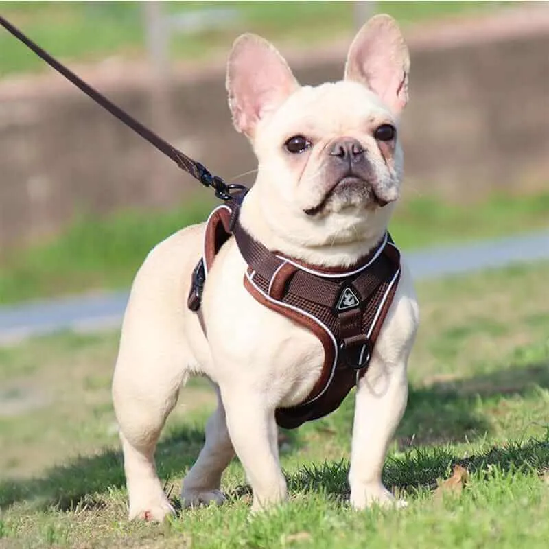 Best Adjustable Dog Harness and Leash