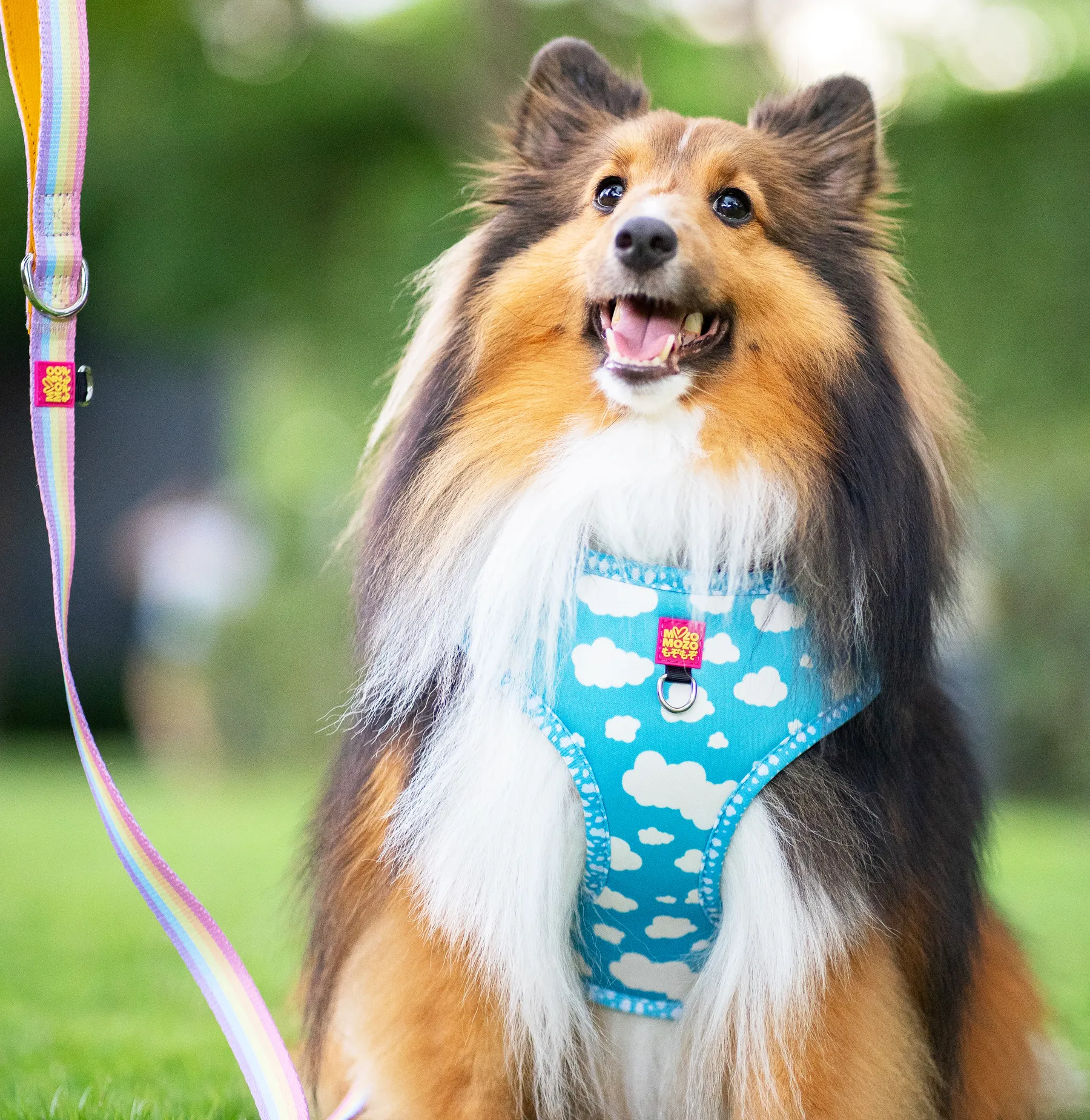 Blue sky adjustable harness