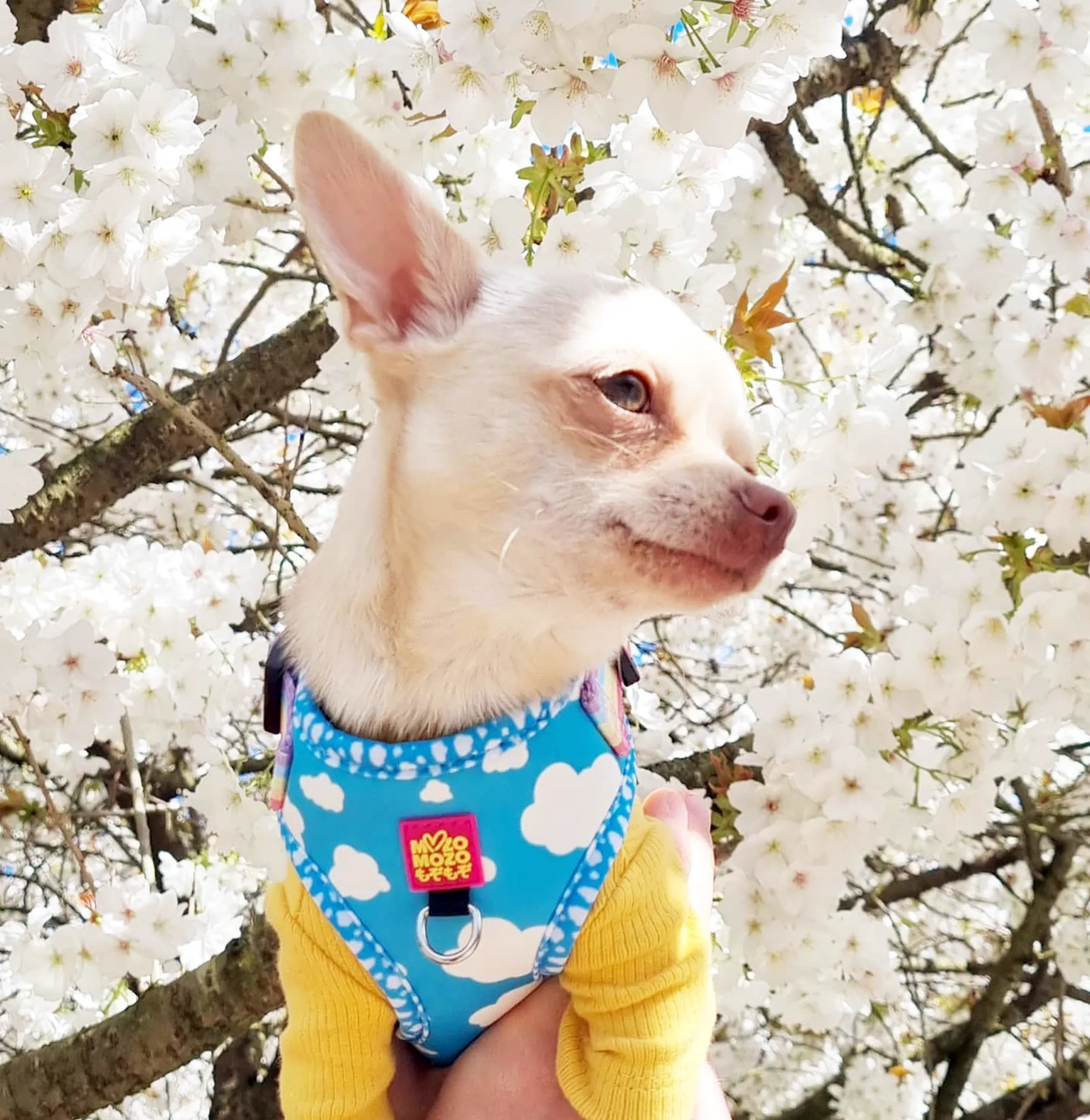 Blue sky adjustable harness
