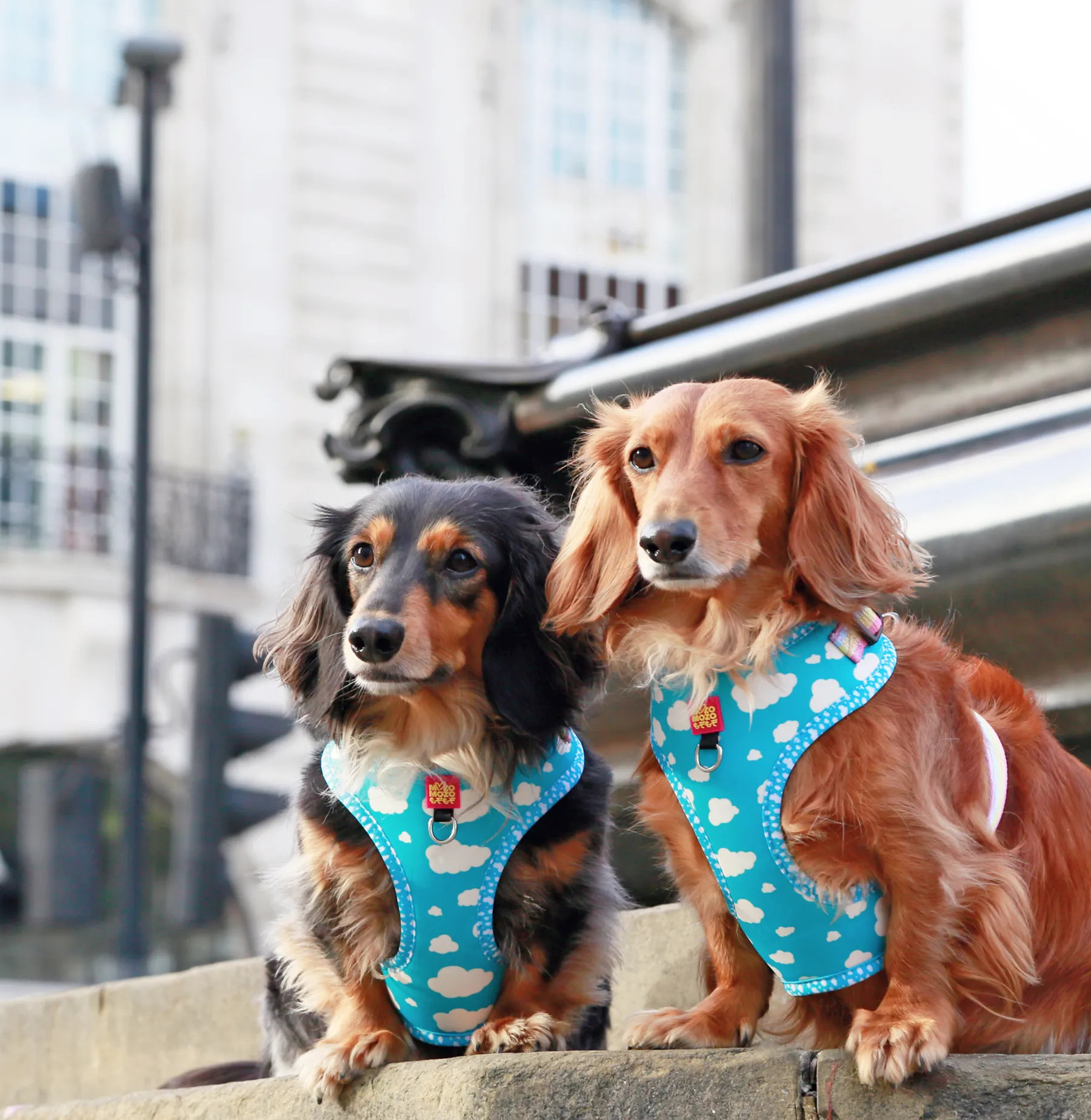 Blue sky adjustable harness