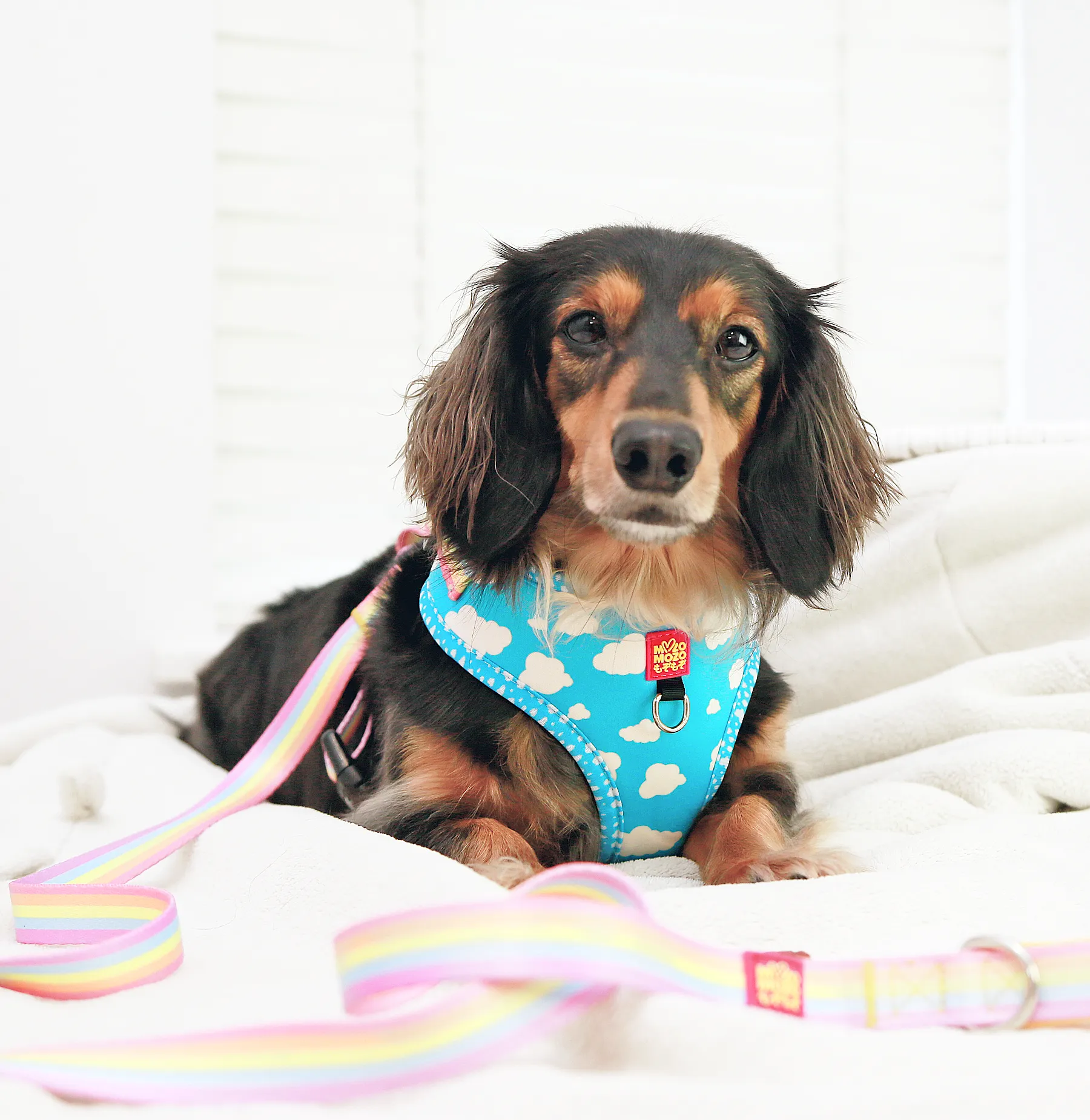 Blue sky adjustable harness