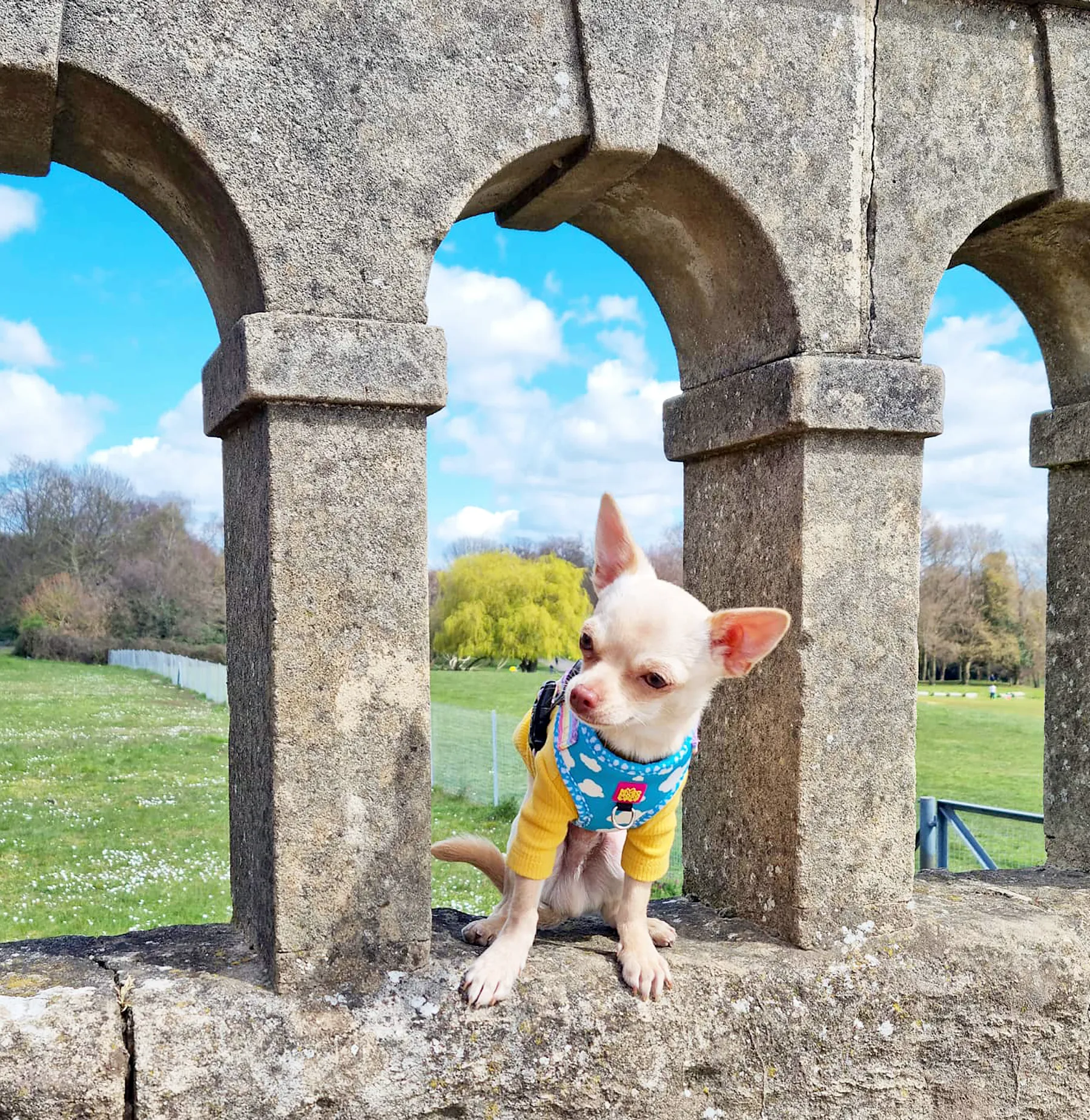 Blue sky adjustable harness