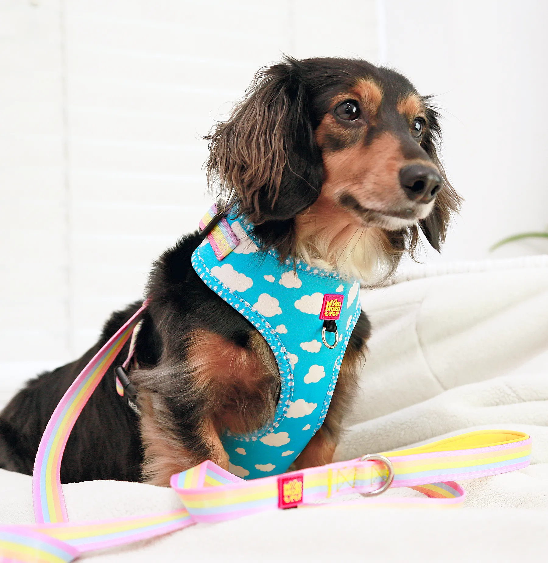 Blue sky adjustable harness