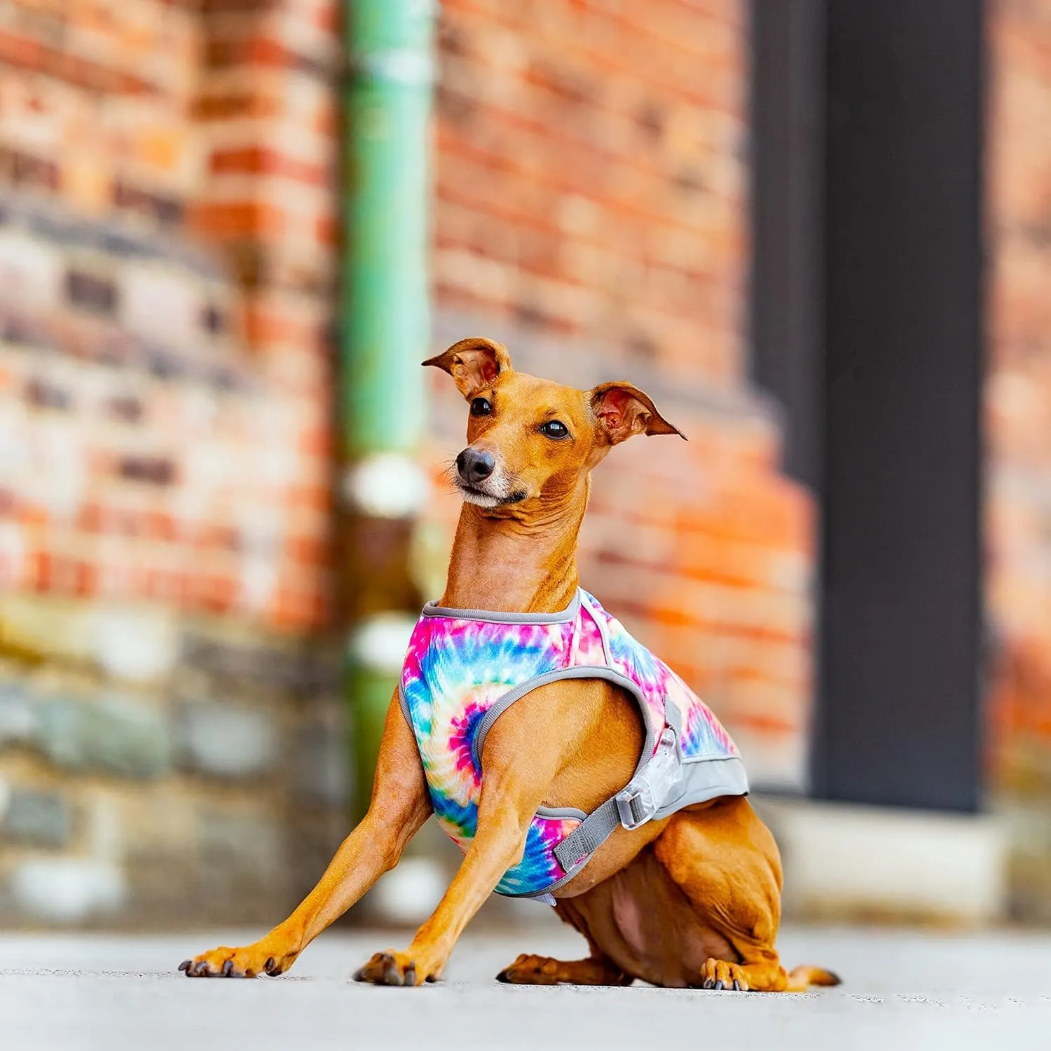 Canada Pooch Dog Cooling Vest - Evaporative Cooling Vest for Dogs with Breathable Mesh Material & Reflective Lining, Adjustable Dog Cooling Vest Great for Dogs 16 (15-17" Back Length), Tie Dye