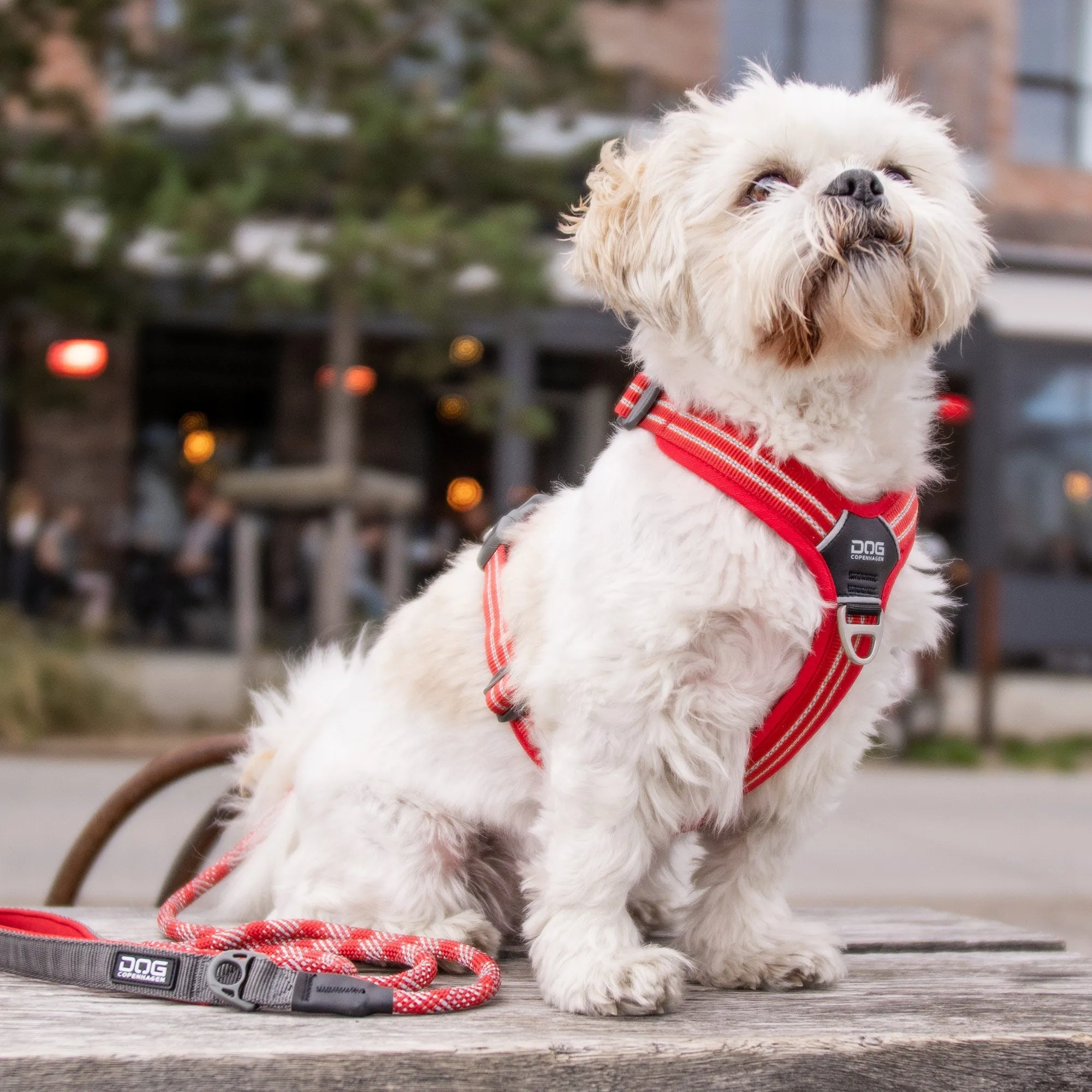 Copenhagen Comfort Walk Air Dog Harness- Purple