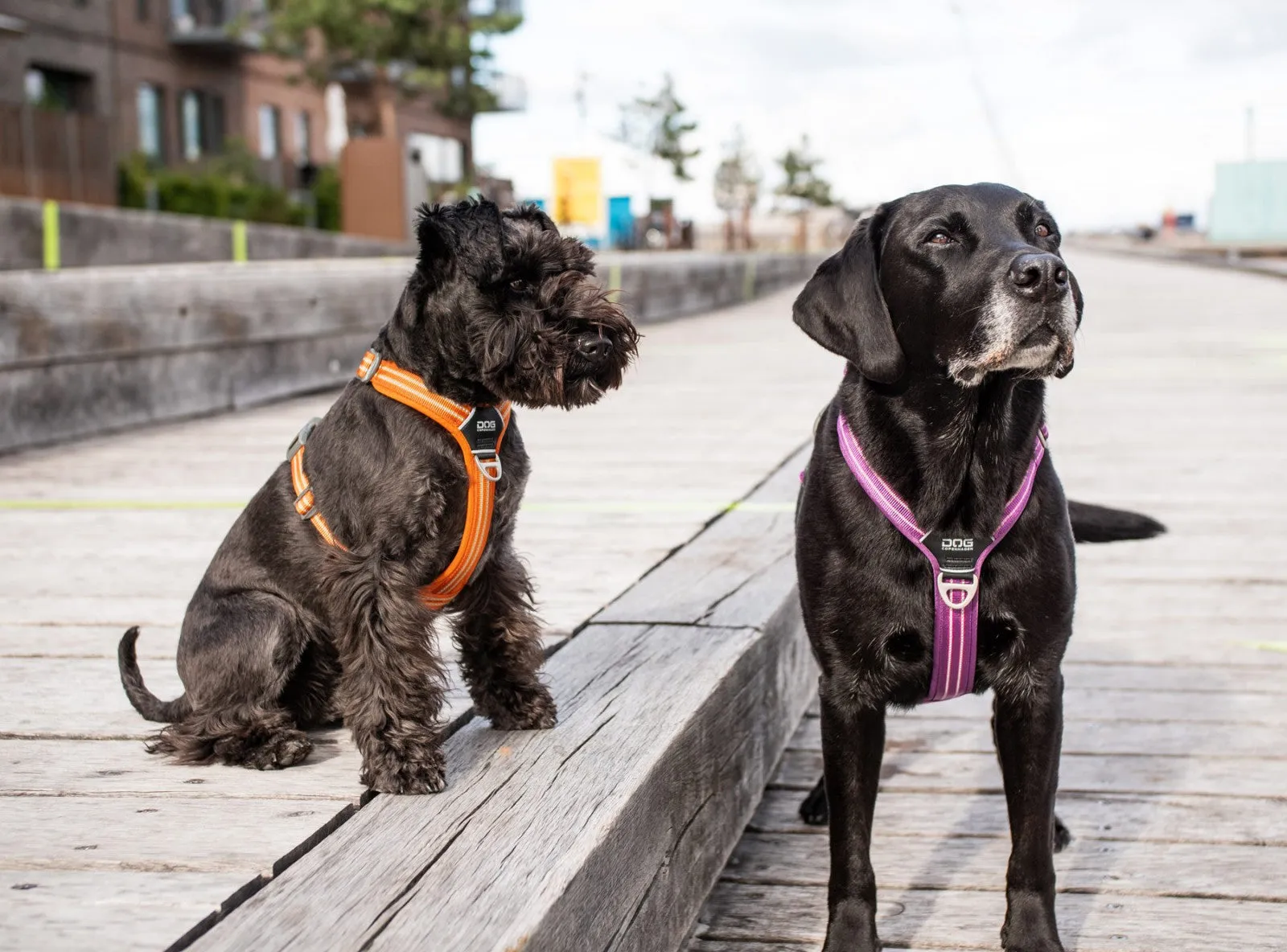 Copenhagen Comfort Walk Pro Dog Harness-Orange