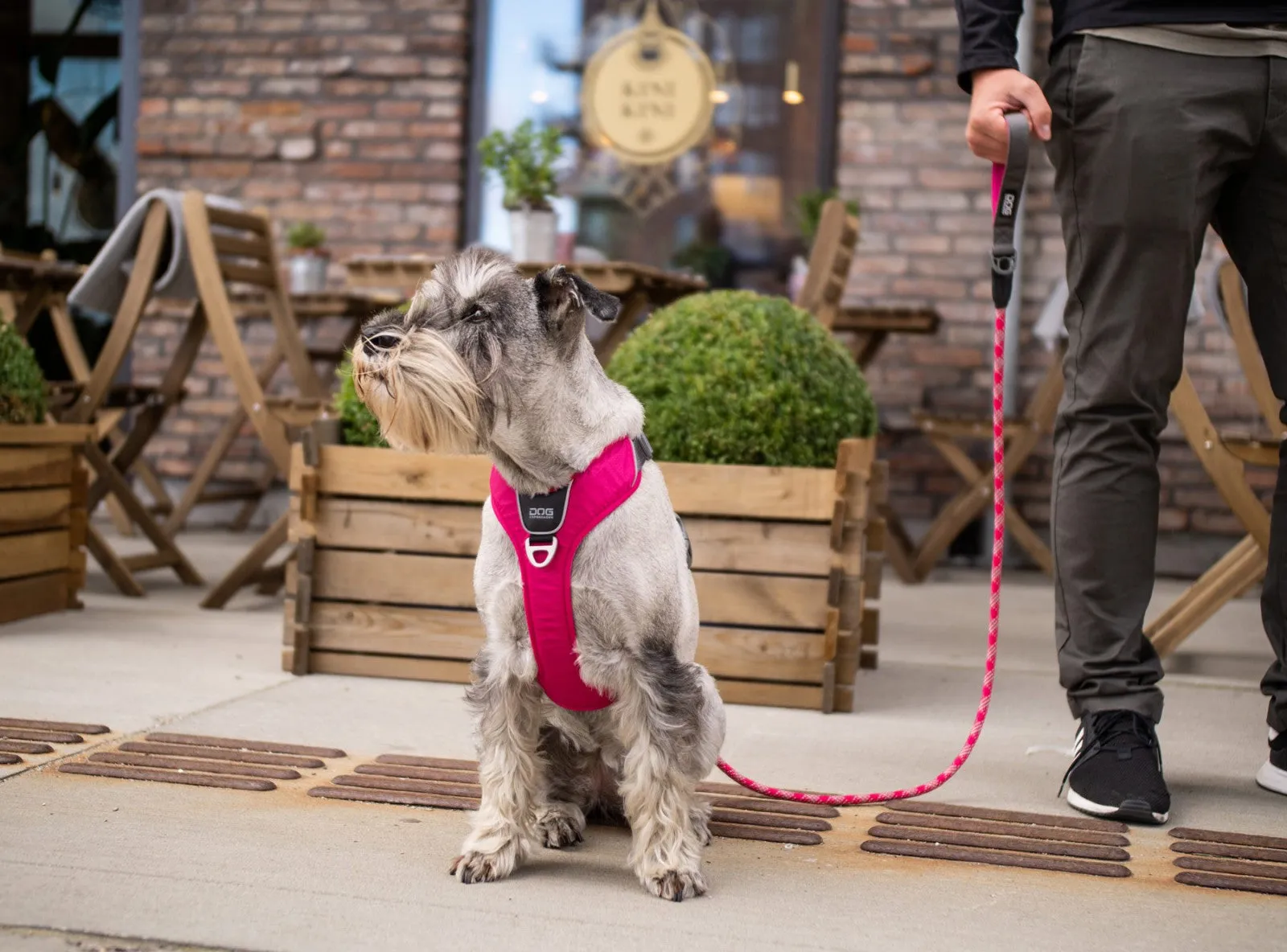Copenhagen Comfort Walk Pro Dog Harness-Orange