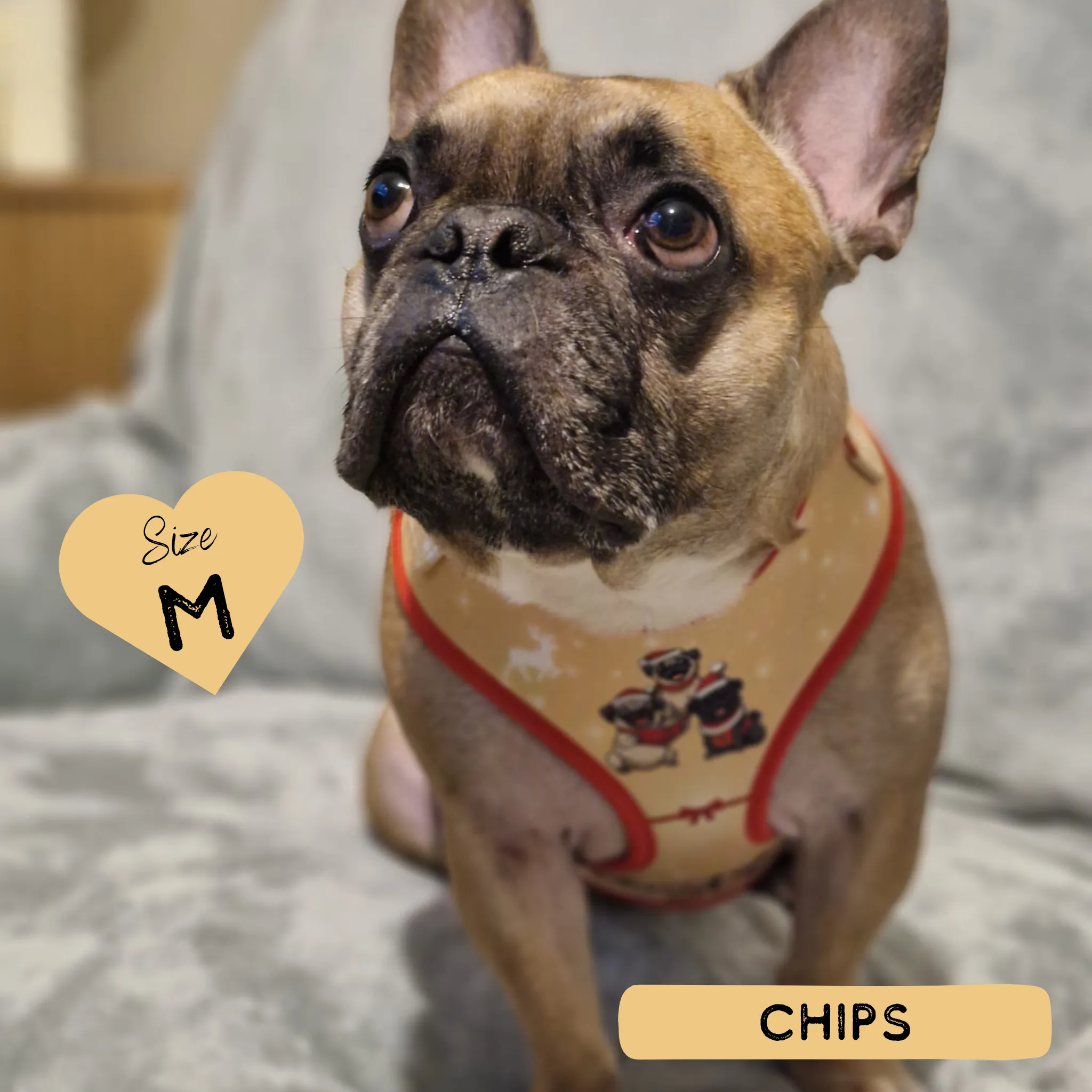Dog Adjustable Harness - A Pugmas Carol