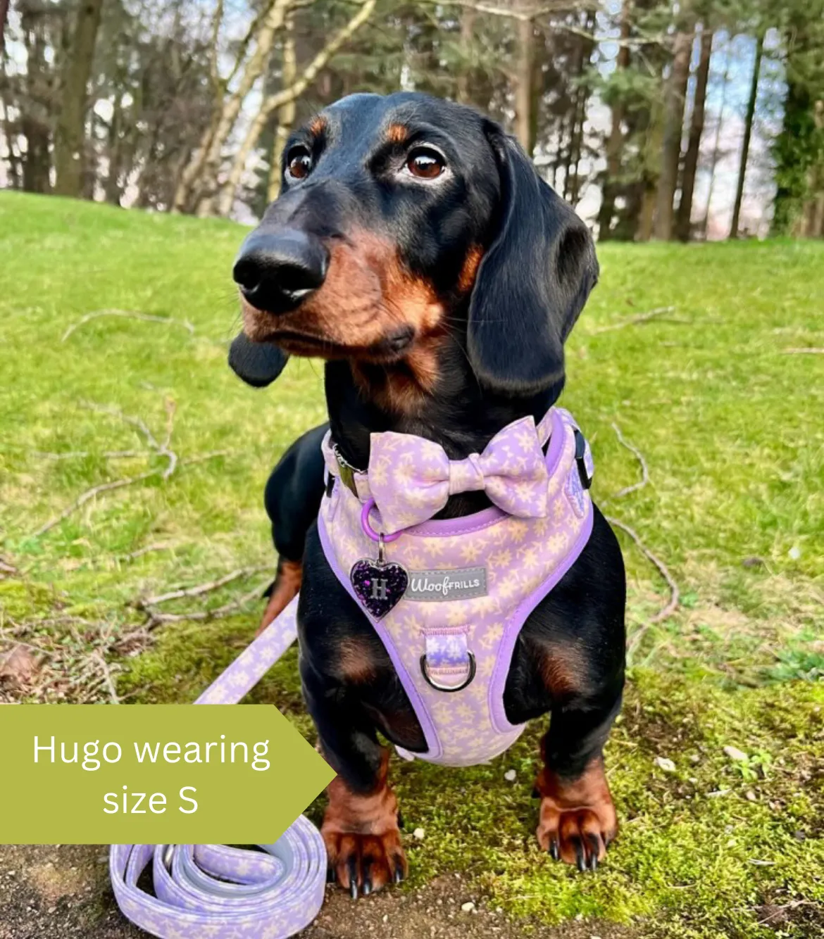 Dog Harness | Bloom me away lilac