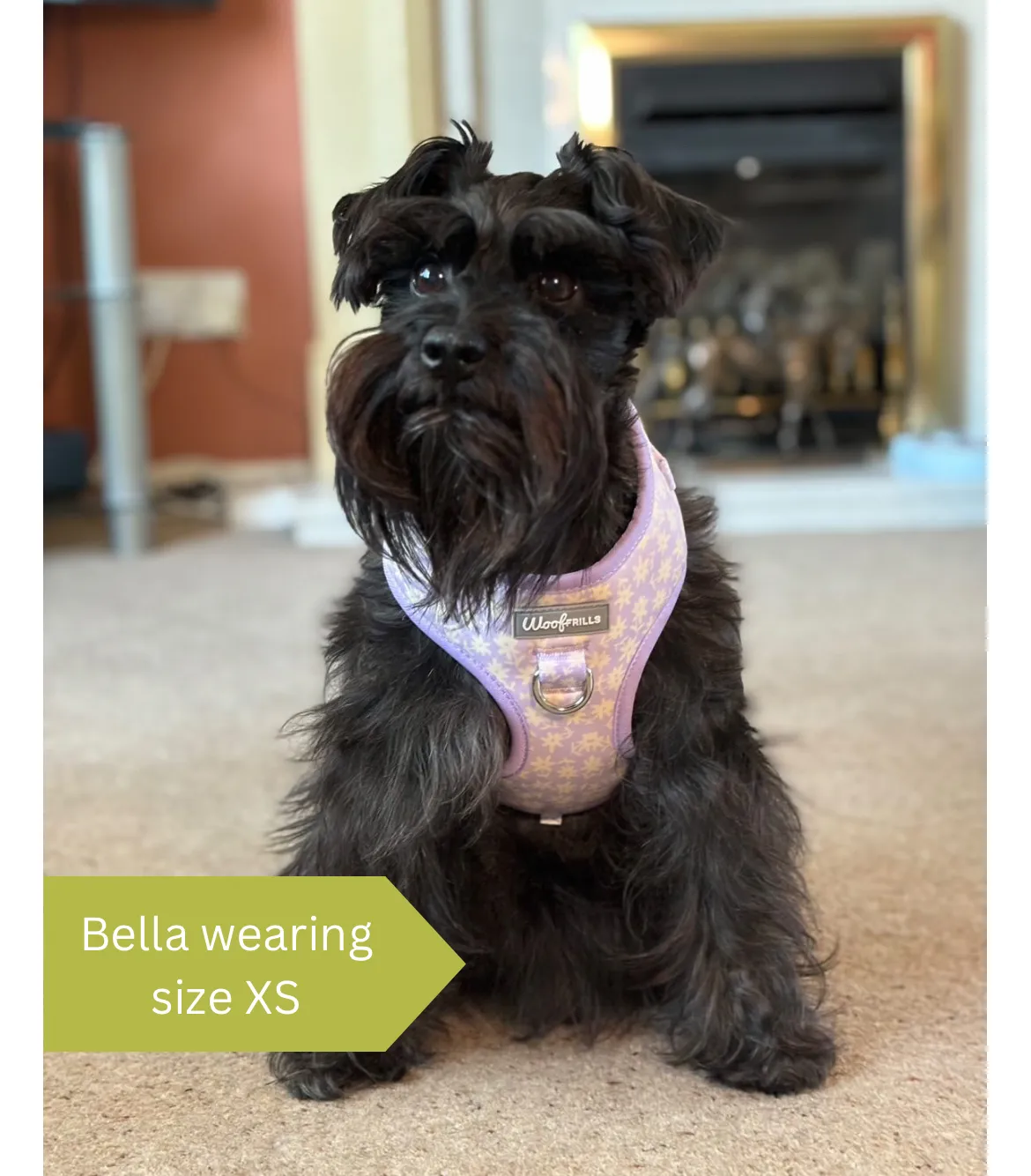 Dog Harness | Bloom me away lilac