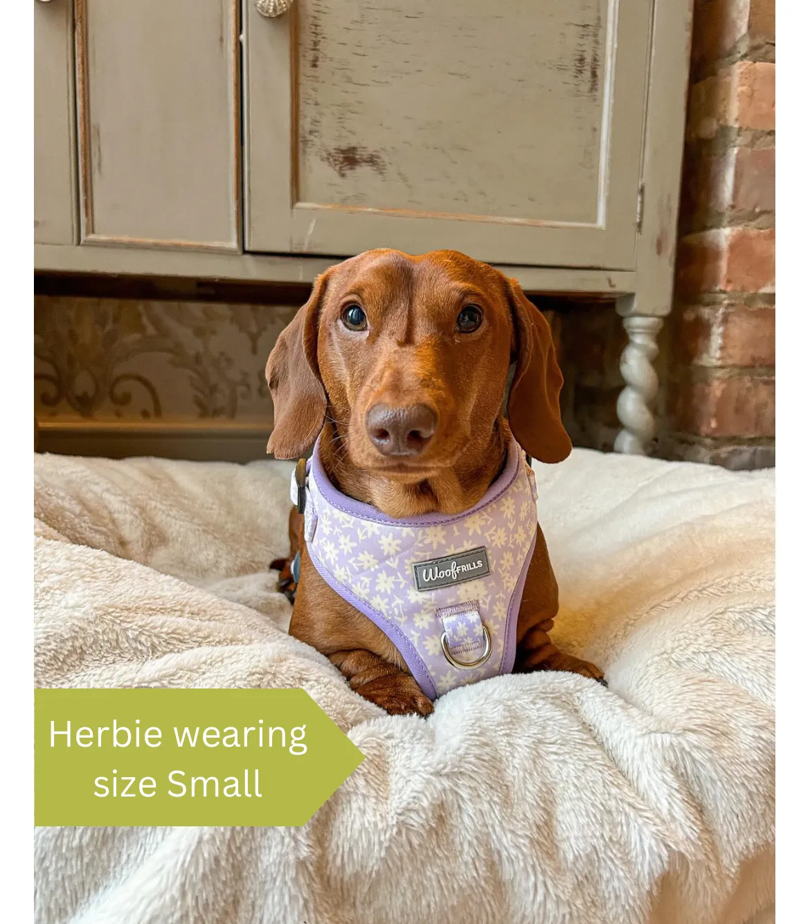 Dog Harness | Bloom me away lilac