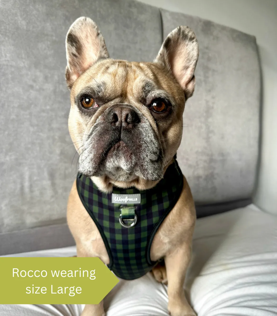 Dog Harness | Pupster Plaid
