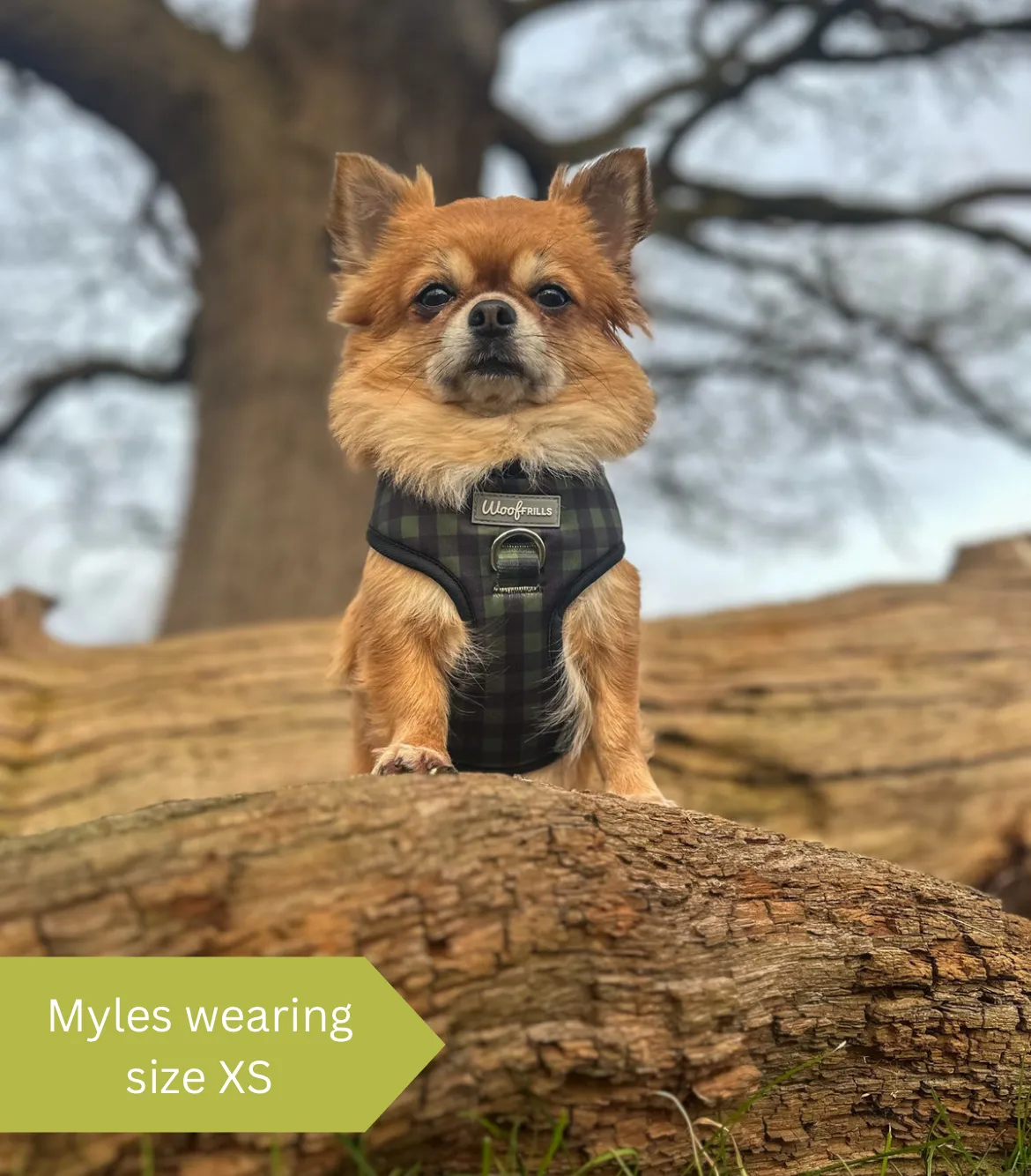Dog Harness | Pupster Plaid