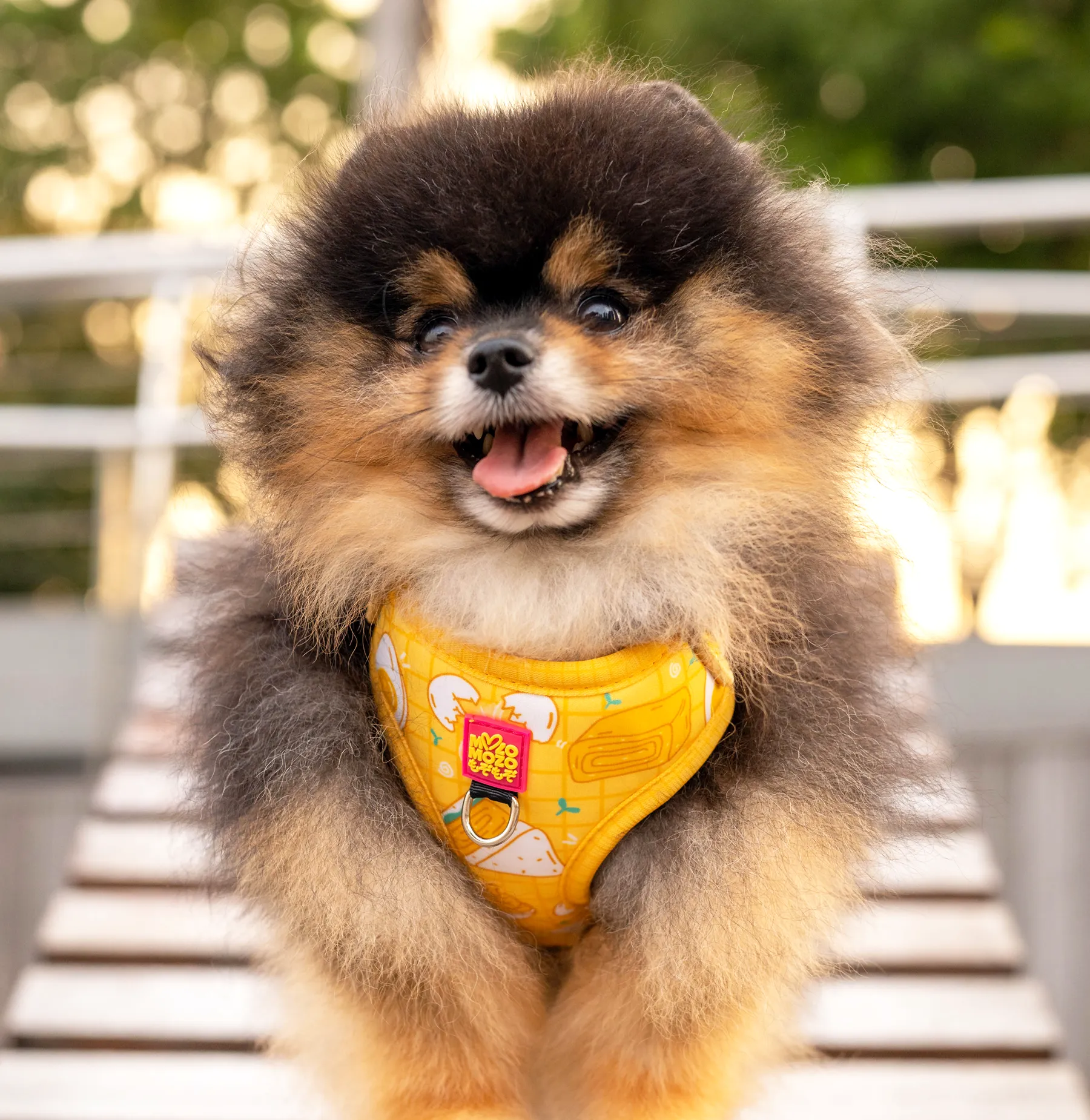 Egg-cellent adjustable harness