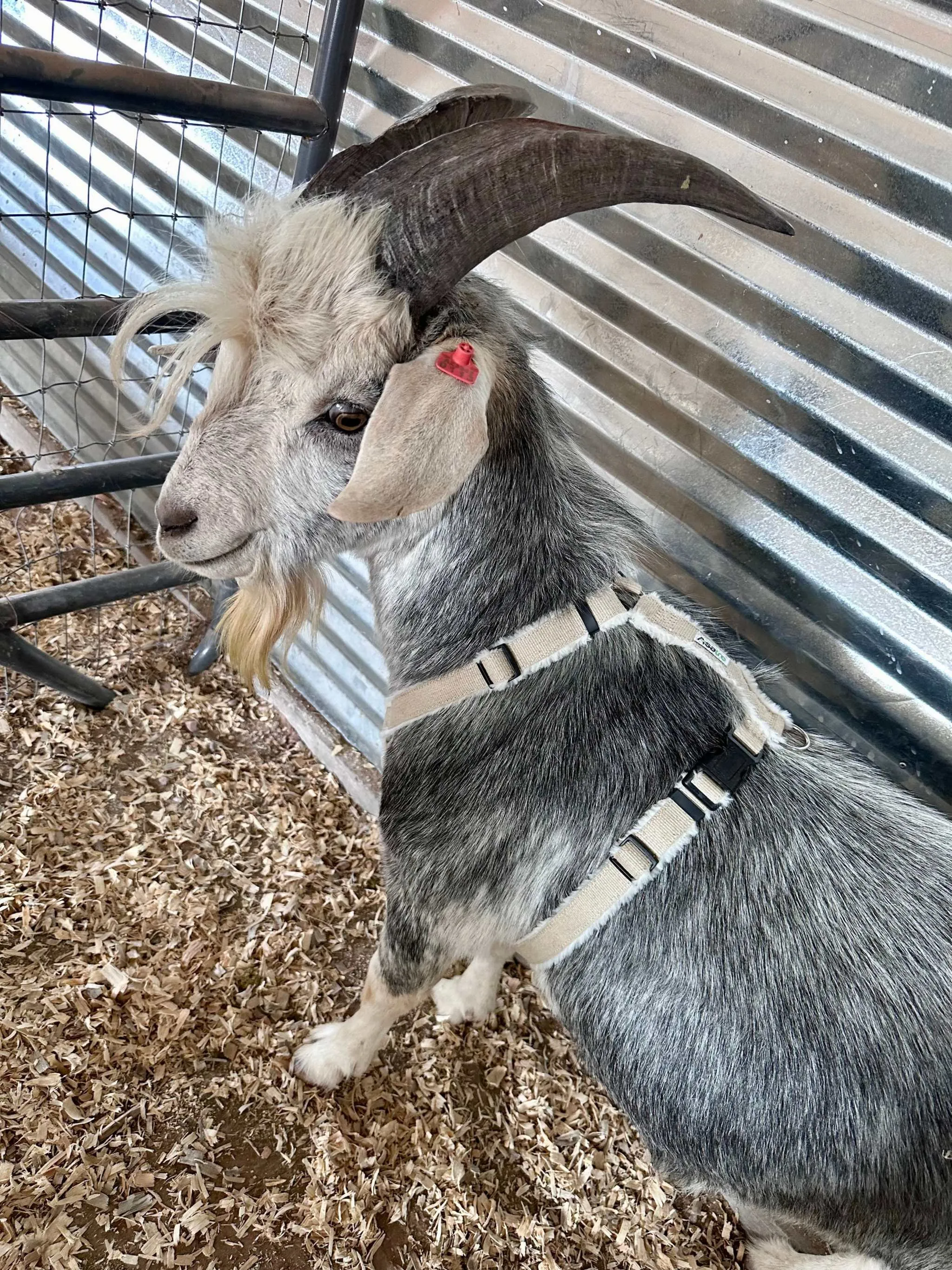 Goat Harness - Adjustable Hemp Multi Clasp Halter for Livestock