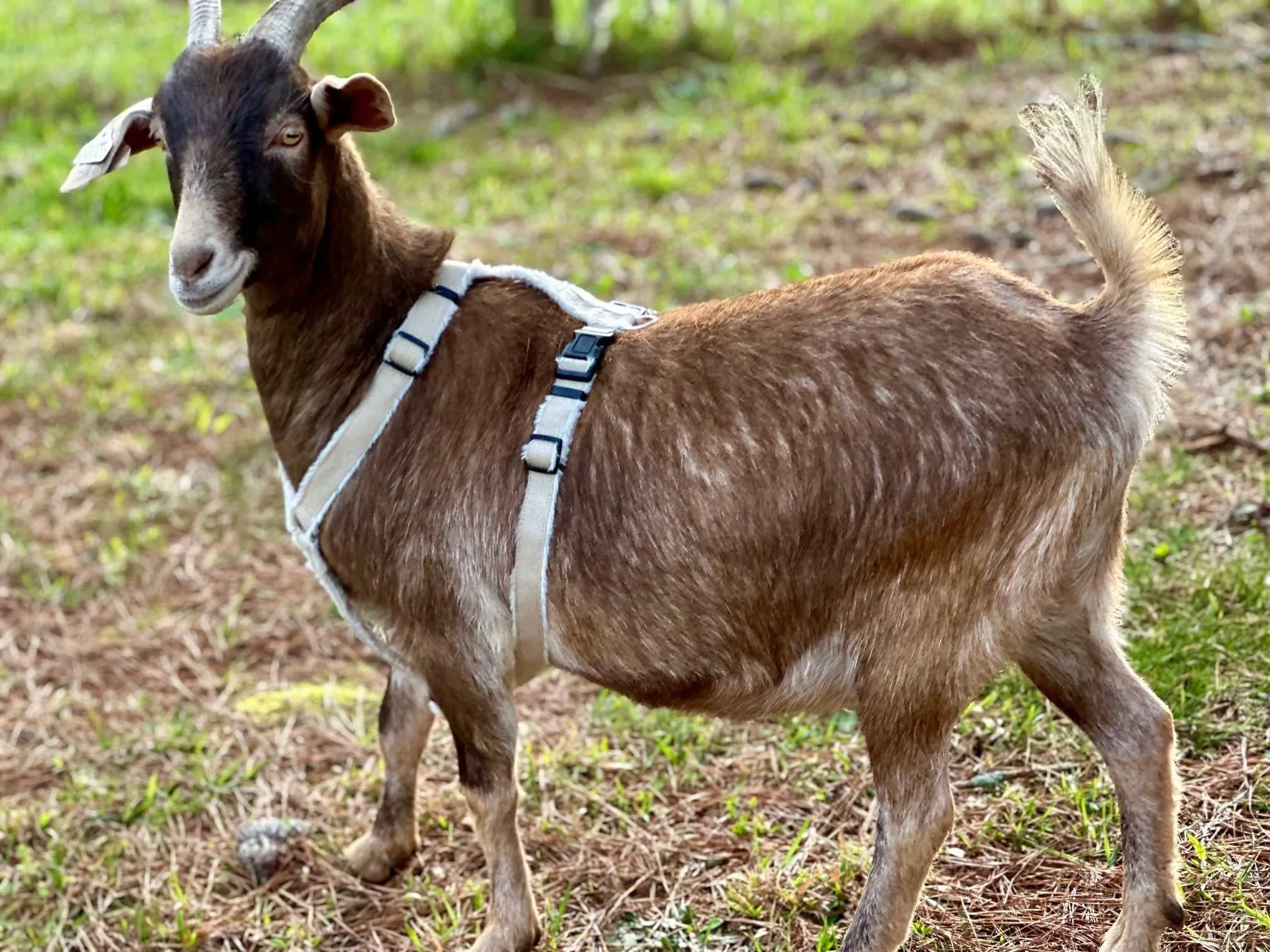 Goat Harness - Adjustable Hemp Multi Clasp Halter for Livestock