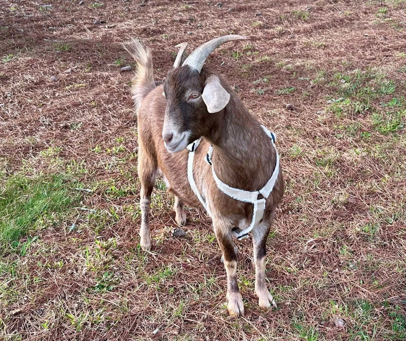 Goat Harness - Adjustable Hemp Multi Clasp Halter for Livestock