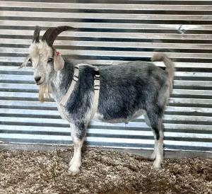 Goat Harness - Adjustable Hemp Multi Clasp Halter for Livestock