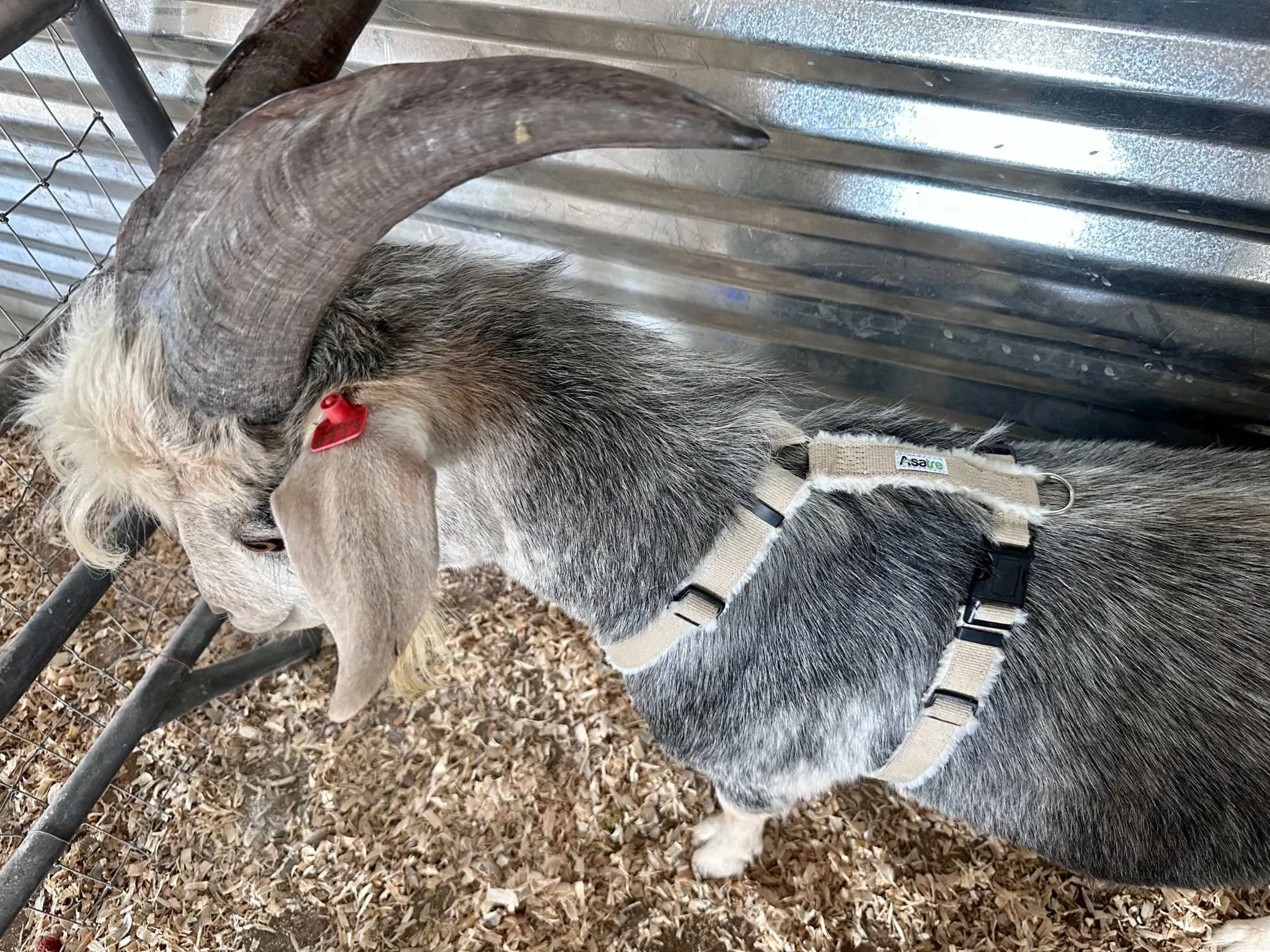 Goat Harness - Adjustable Hemp Multi Clasp Halter for Livestock