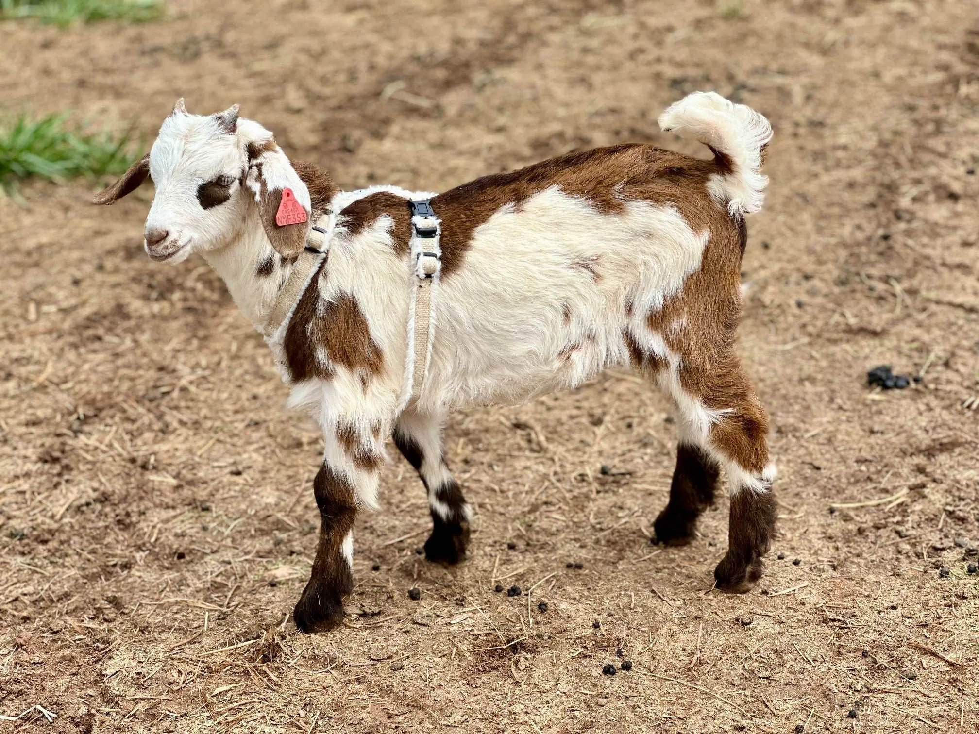 Goat Harness - Adjustable Hemp Multi Clasp Halter for Livestock