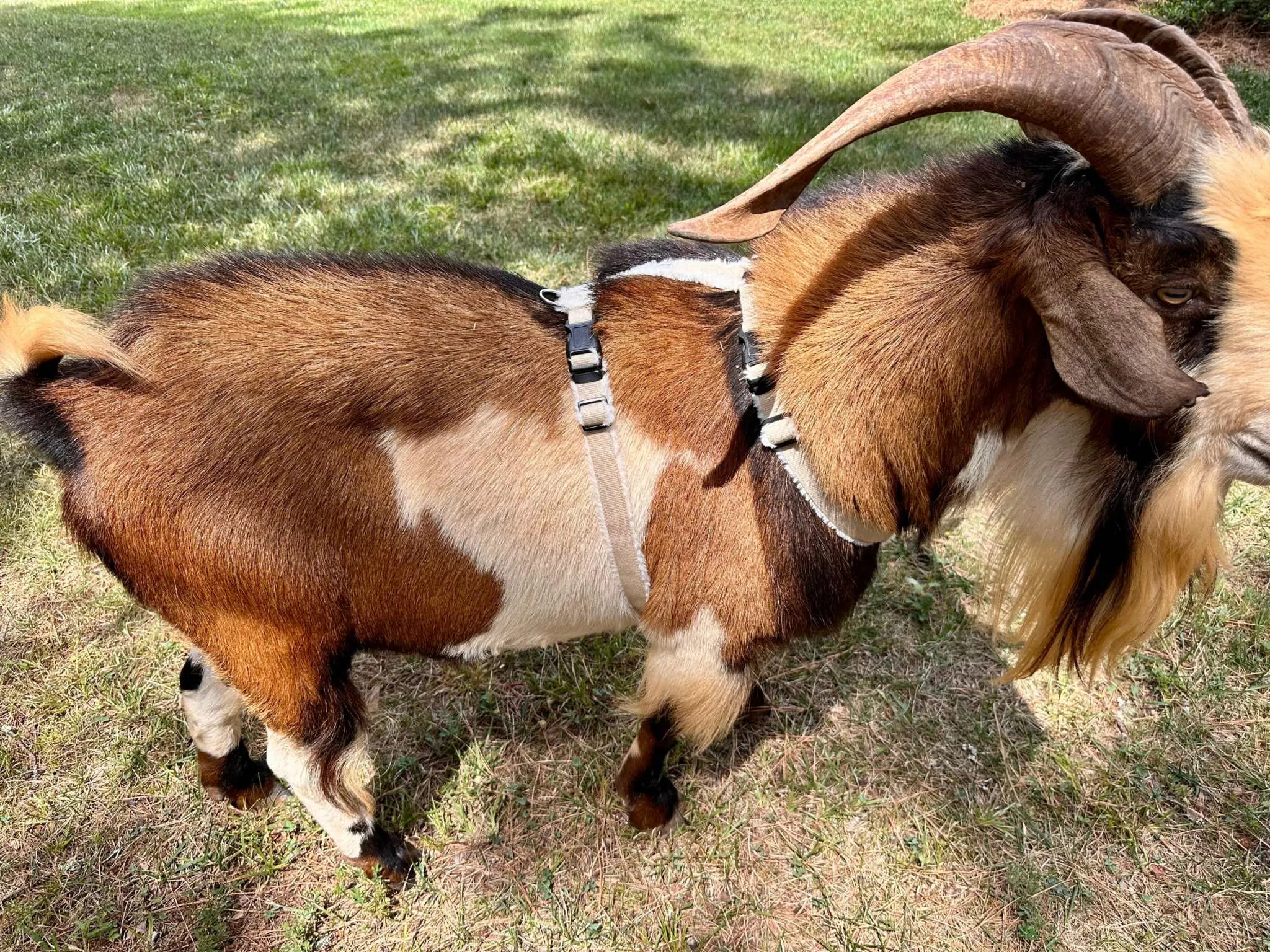 Goat Harness - Adjustable Hemp Multi Clasp Halter for Livestock