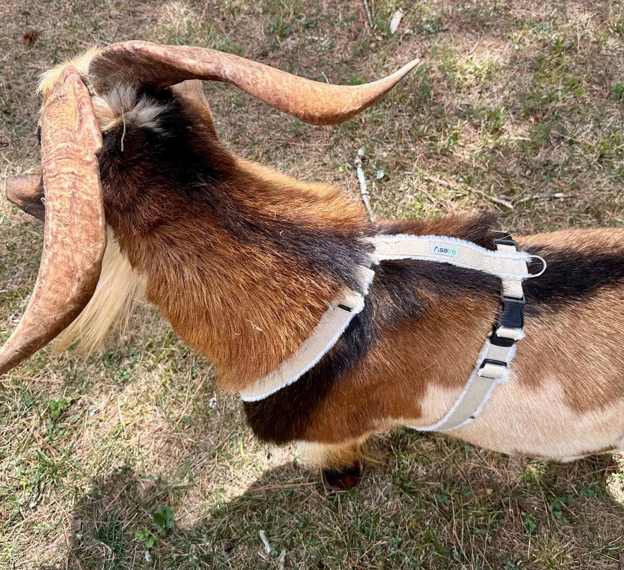 Goat Harness - Adjustable Hemp Multi Clasp Halter for Livestock