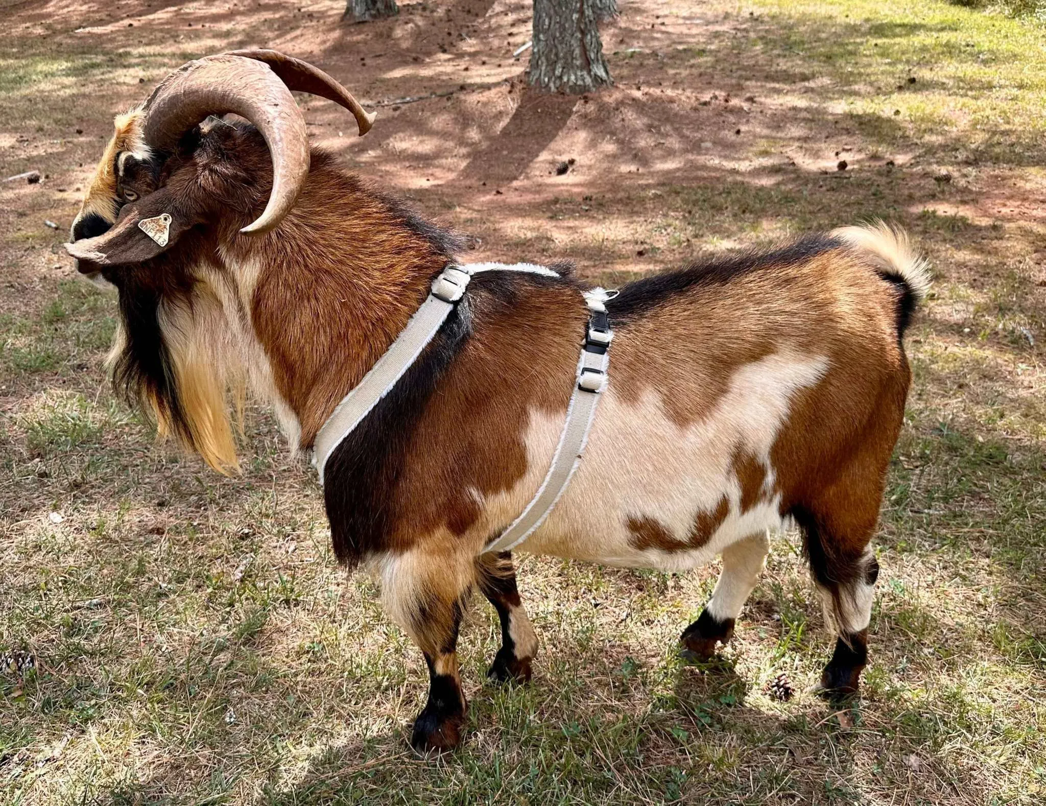 Goat Harness - Adjustable Hemp Multi Clasp Halter for Livestock