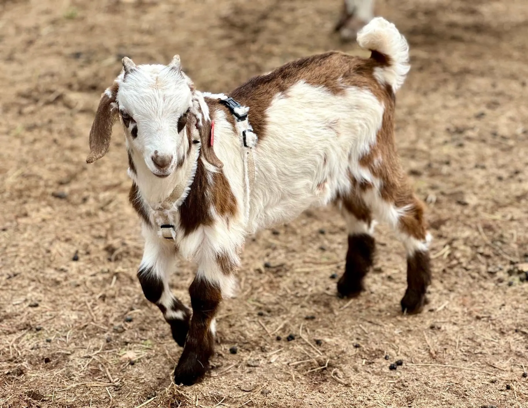 Goat Harness - Adjustable Hemp Multi Clasp Halter for Livestock