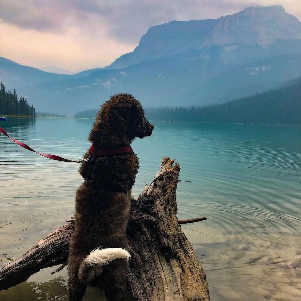 Gooby Comfort X Head In Harness - Pink, X-Large - No Pull Small Dog Harness Patented Choke-Free X Frame - Perfect on the Go Dog Harness for Medium Dogs No Pull or Small Dogs for Indoor and Outdoor Use