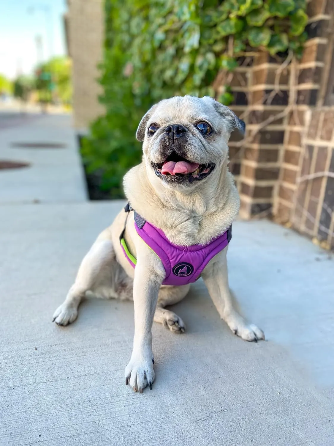Gooby Escape Free Memory Foam Harness - Purple, Large - No Pull Step-in Small Dog Harness with Four Point Adjustment - Perfect on The Go Dog Harness for Medium Dogs No Pull and Small Dogs