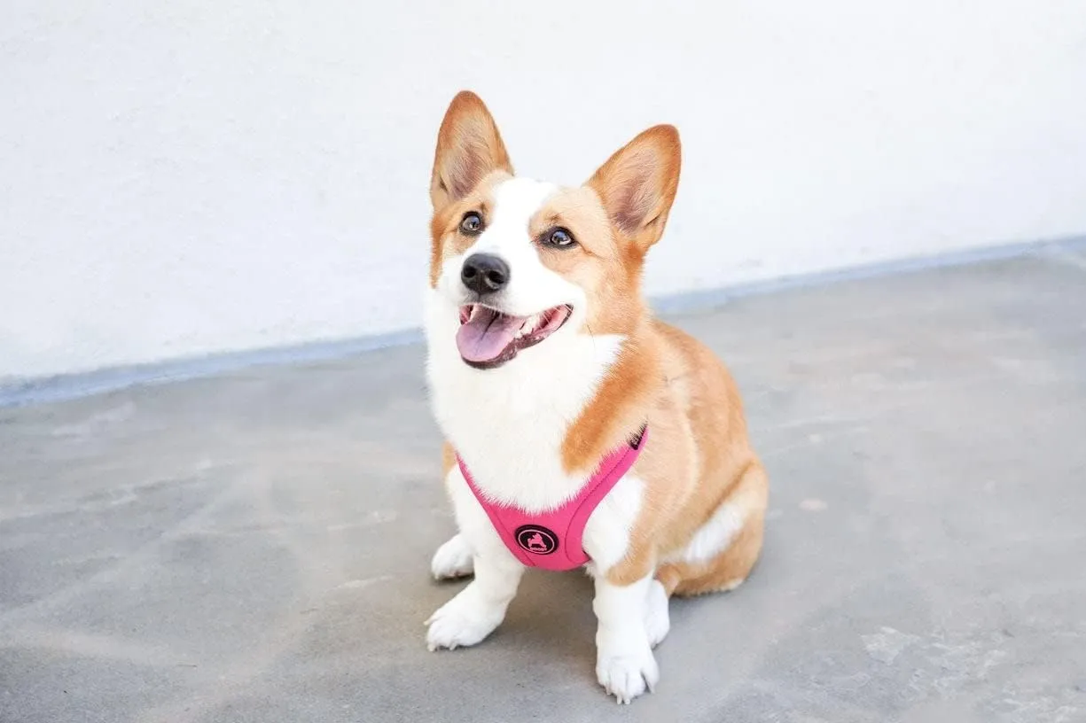 Gooby Escape Free Sport Harness - Pink, Medium - No Choke Step-in Patented Neoprene Small Dog Harness with Four-Point Adjustment - Perfect on The Go Dog Harness for Medium Dogs No Pull and Small Dogs
